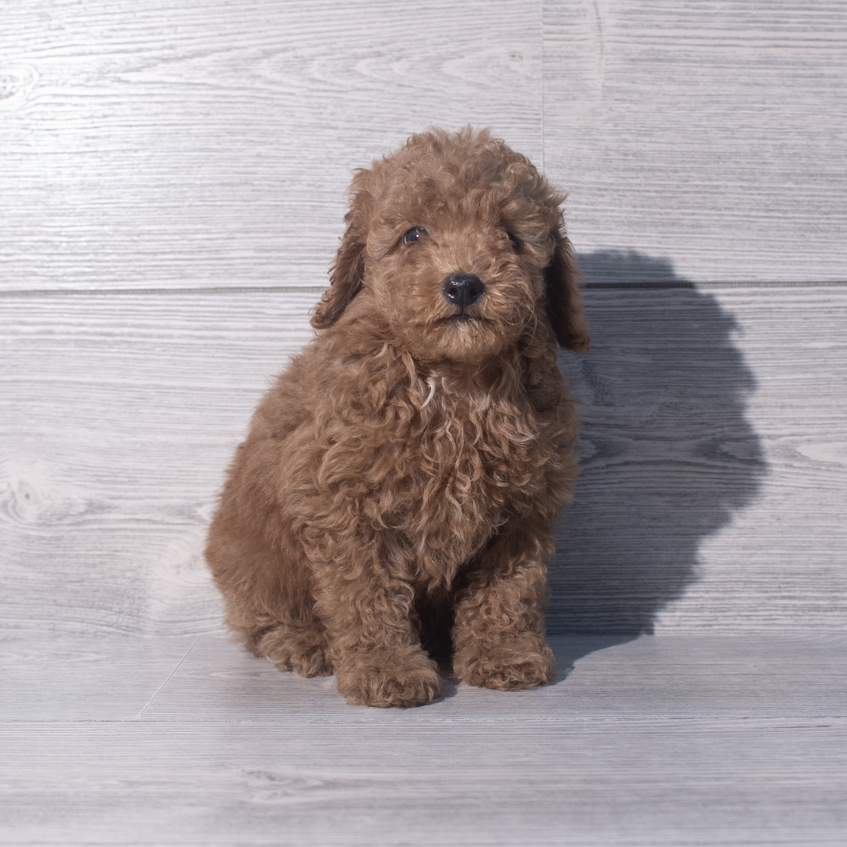 Poodle (M) 2056 Image #1