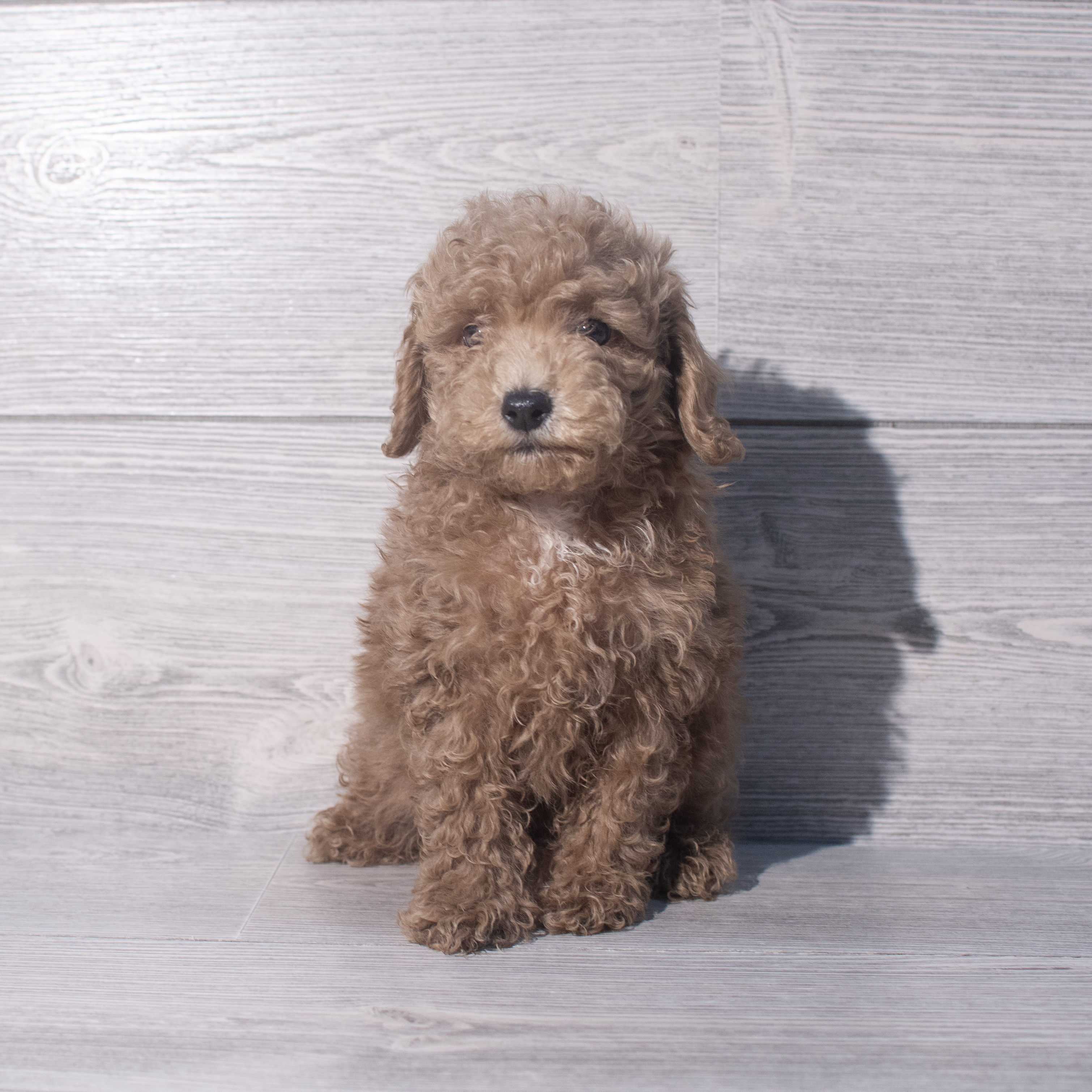 Poodle (M) 2055 Image #1