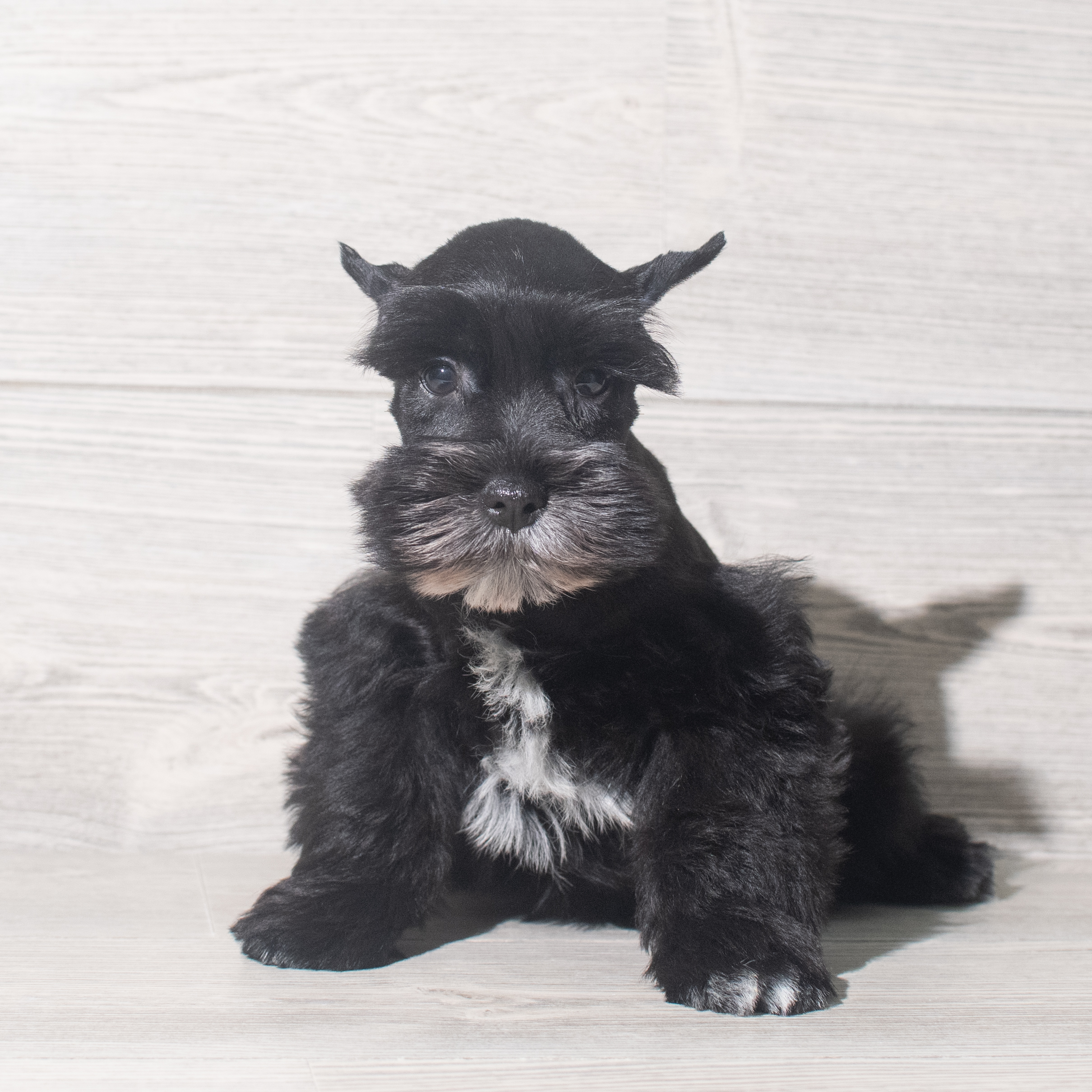 Miniature Schnauzer (M) 5473 Image #1