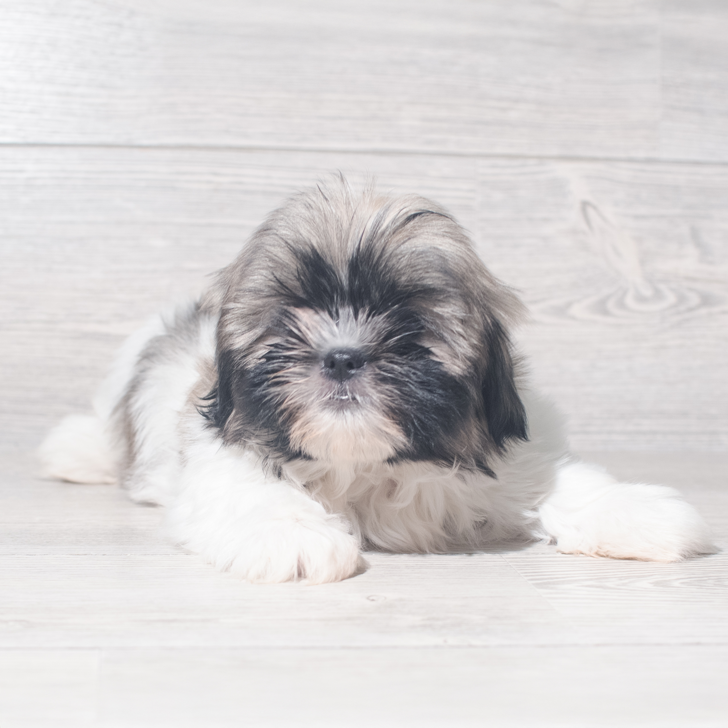 Shih Tzu (M) 5474 Image #1