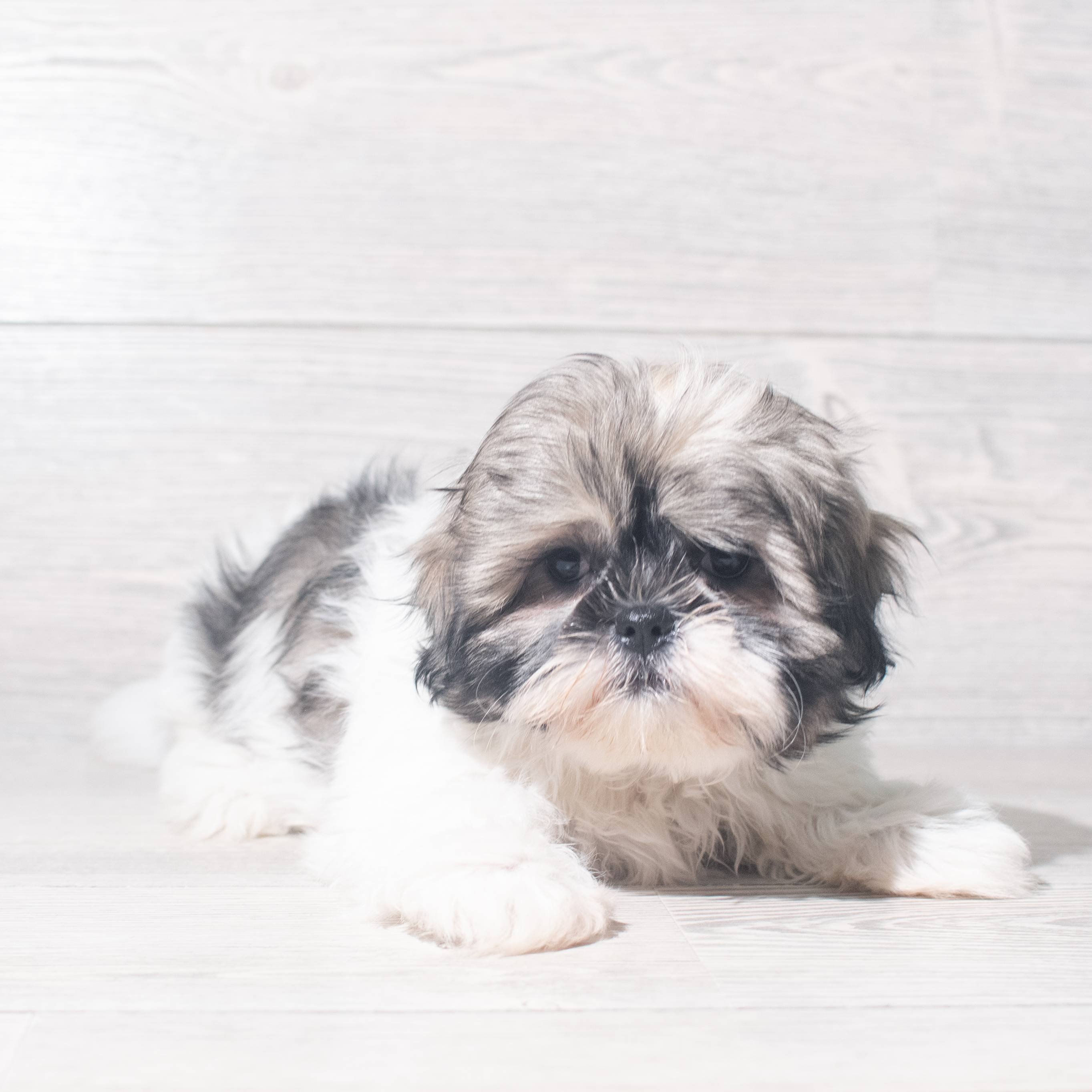 Shih Tzu (F) 5475 Image #1