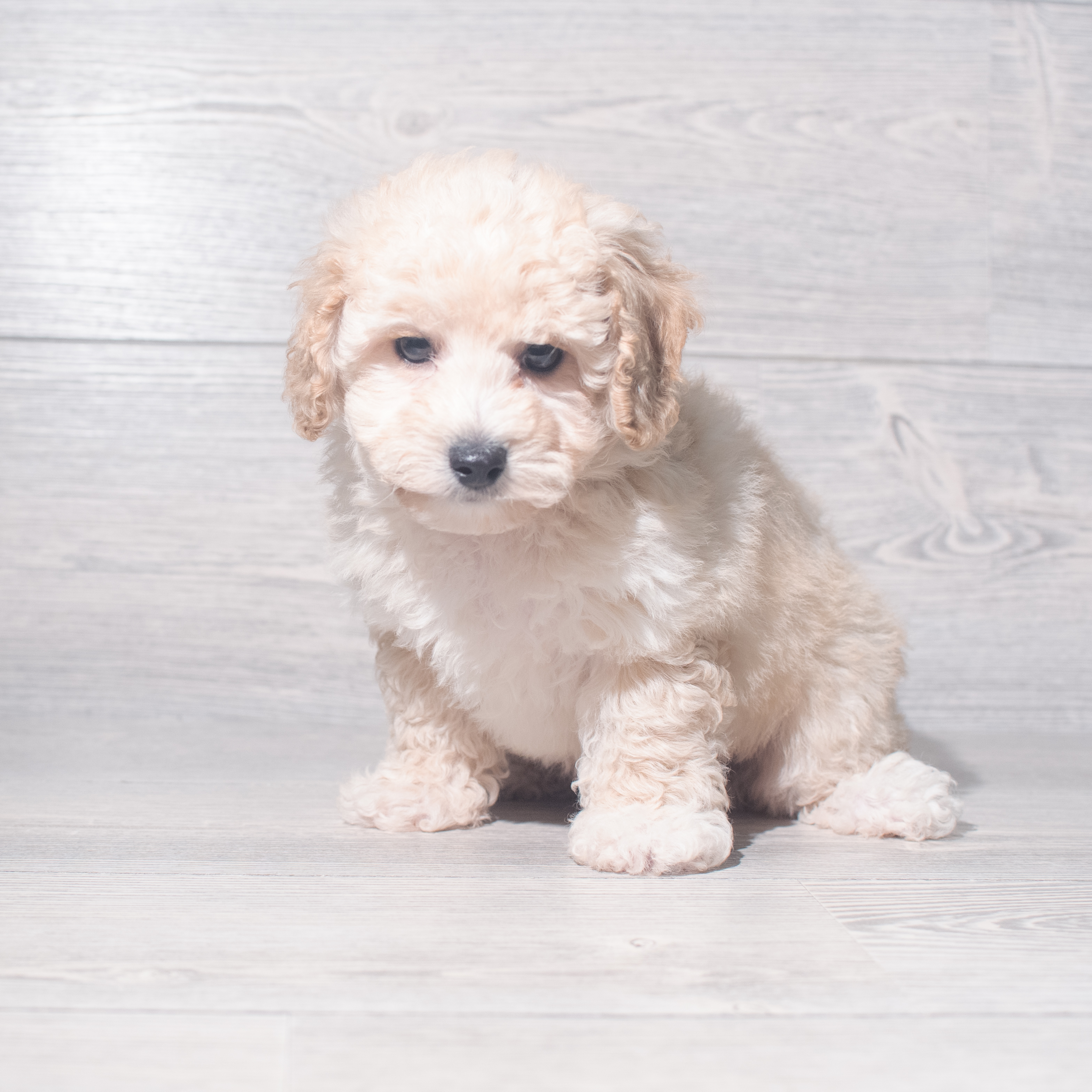 Poodle (M) 5476 Image #1