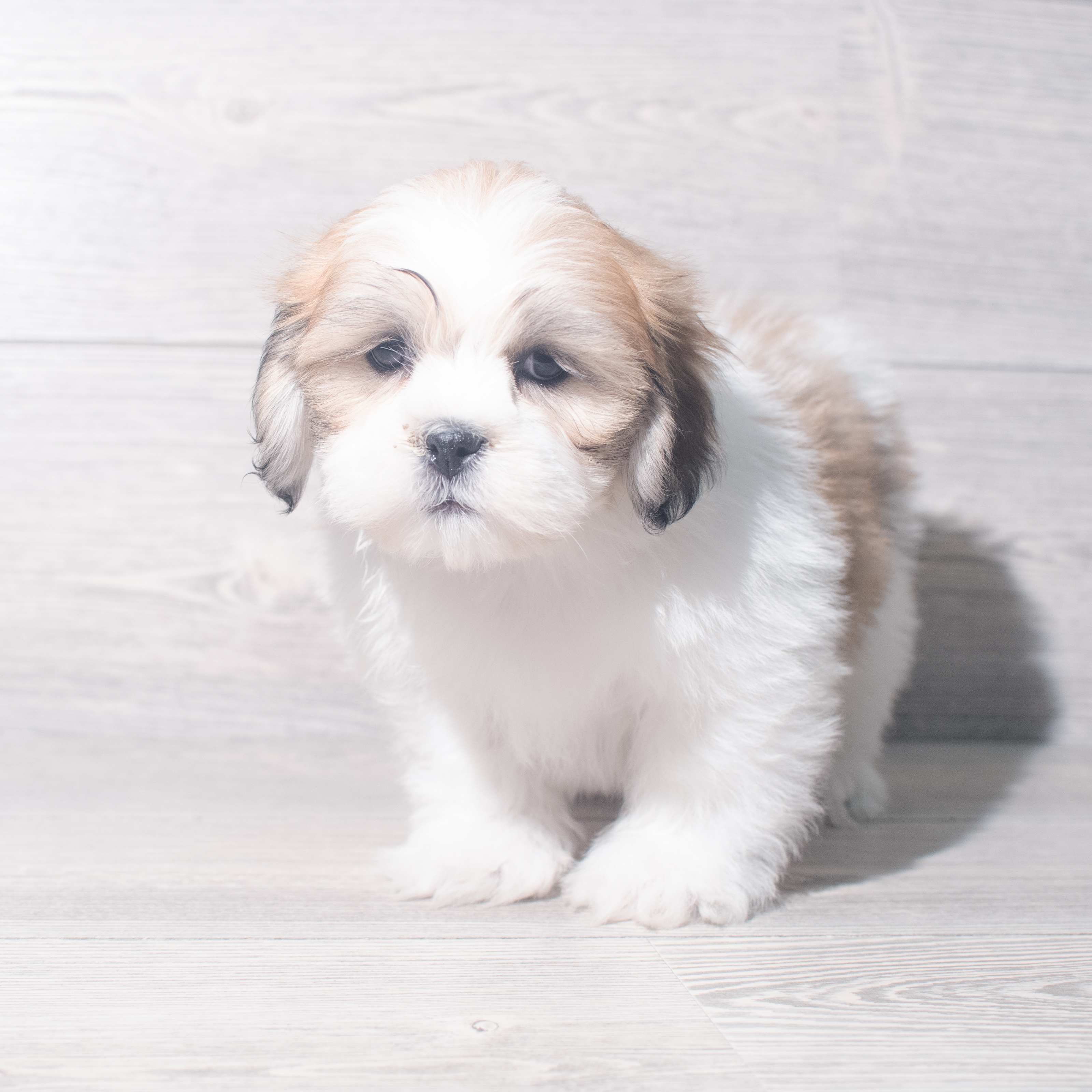 Lhasa Apso (M) 5477 Image #1
