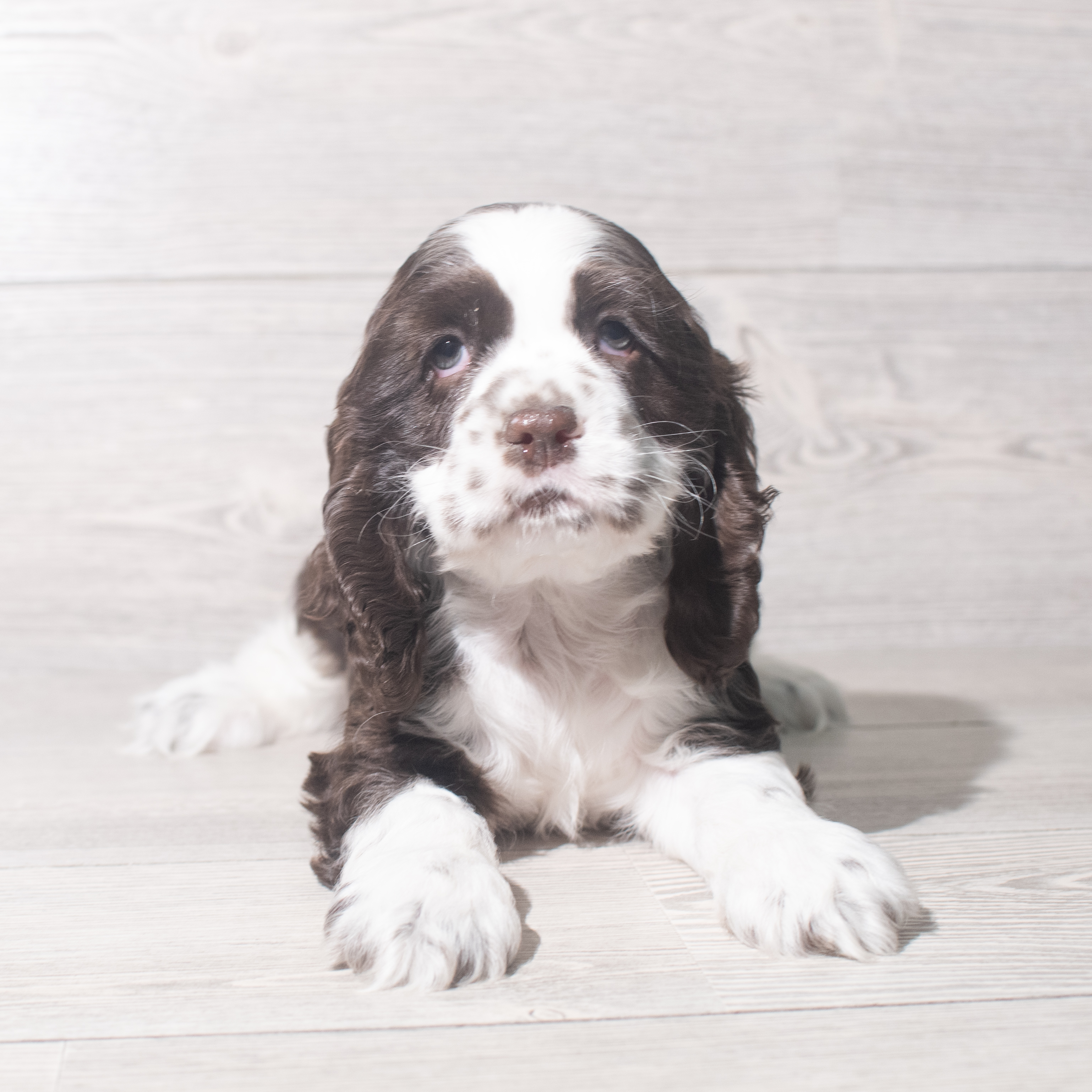 Cocker Spaniel (M) 5478 Image #1