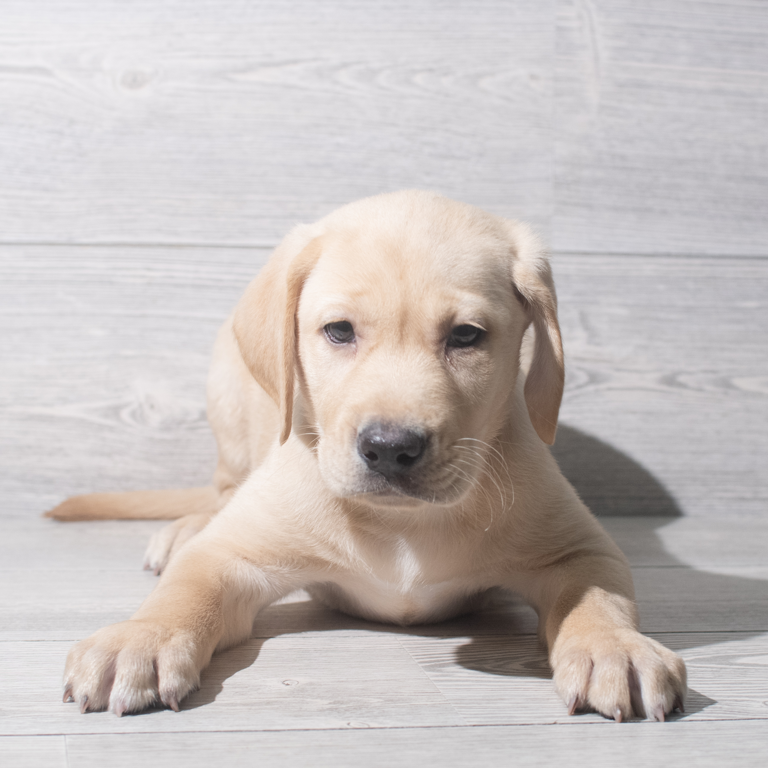 Labrador Retriever (M) 5483 Image #1