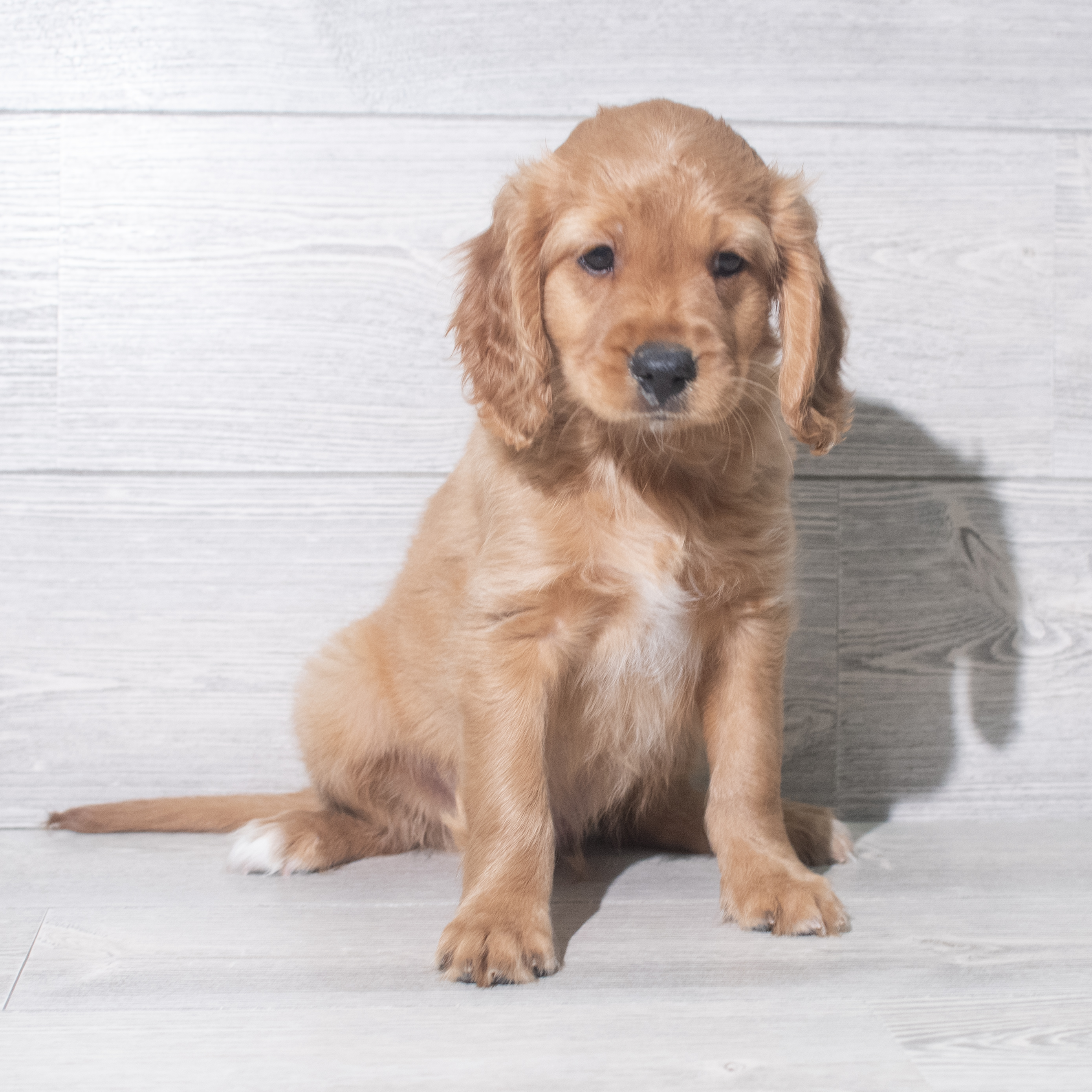 Mini Golden Retriever (M) 5489 Image #1
