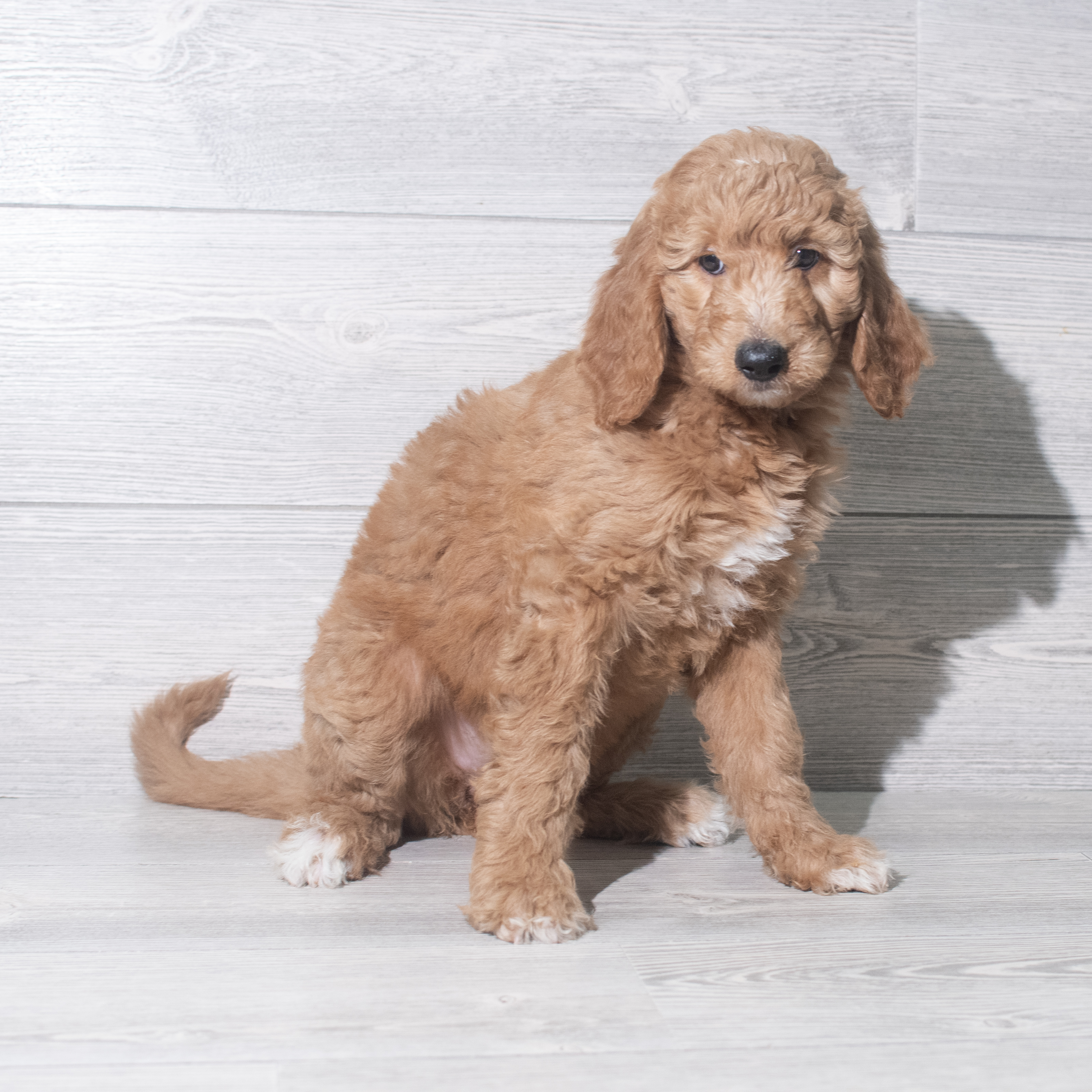 Goldendoodle Mini (F) 5488 Image #1
