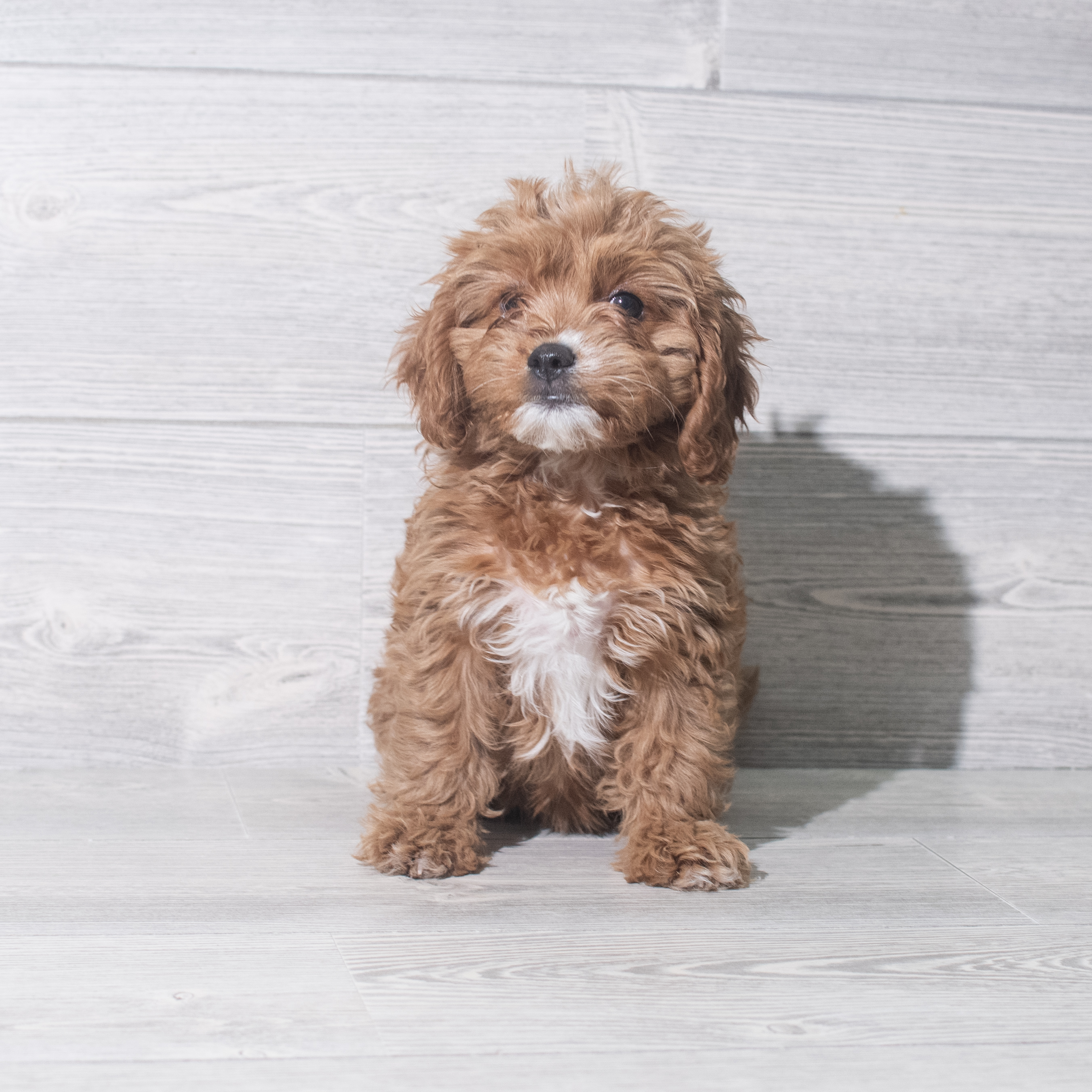 Cavapoo (F) 5479 Image #1