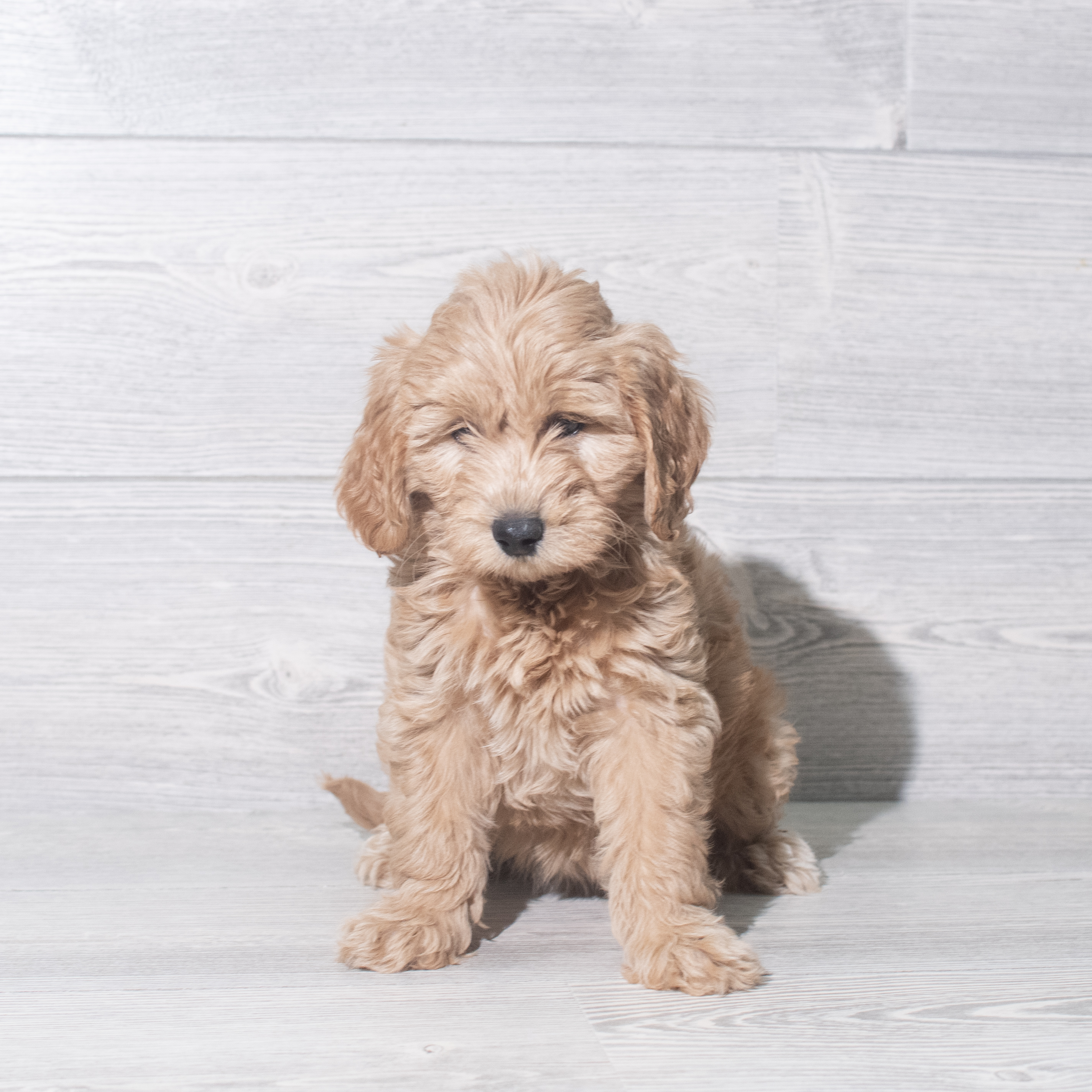Goldendoodle Mini (F) 5480 Image #1