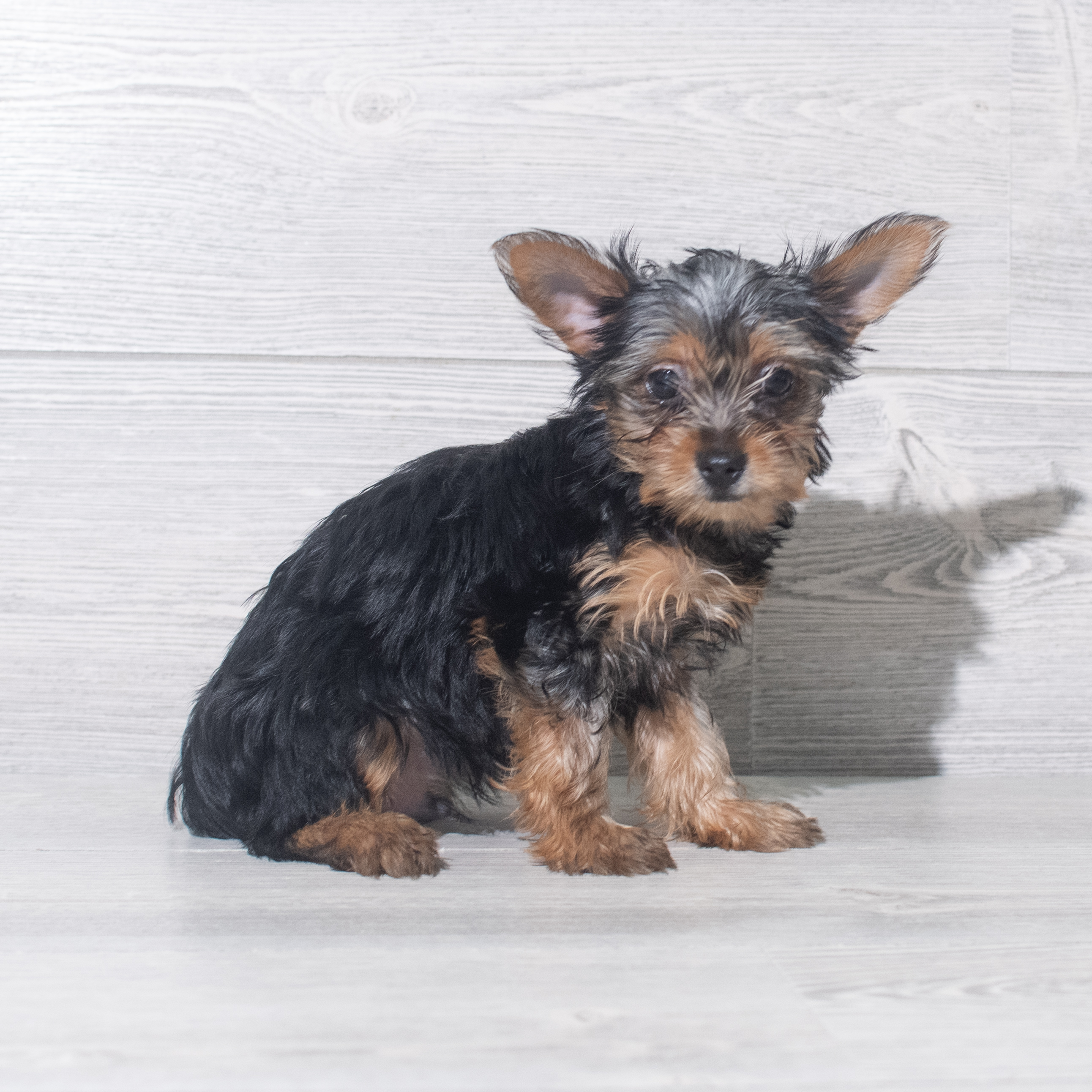 Yorkshire Terrier (M) 5482 Image #1