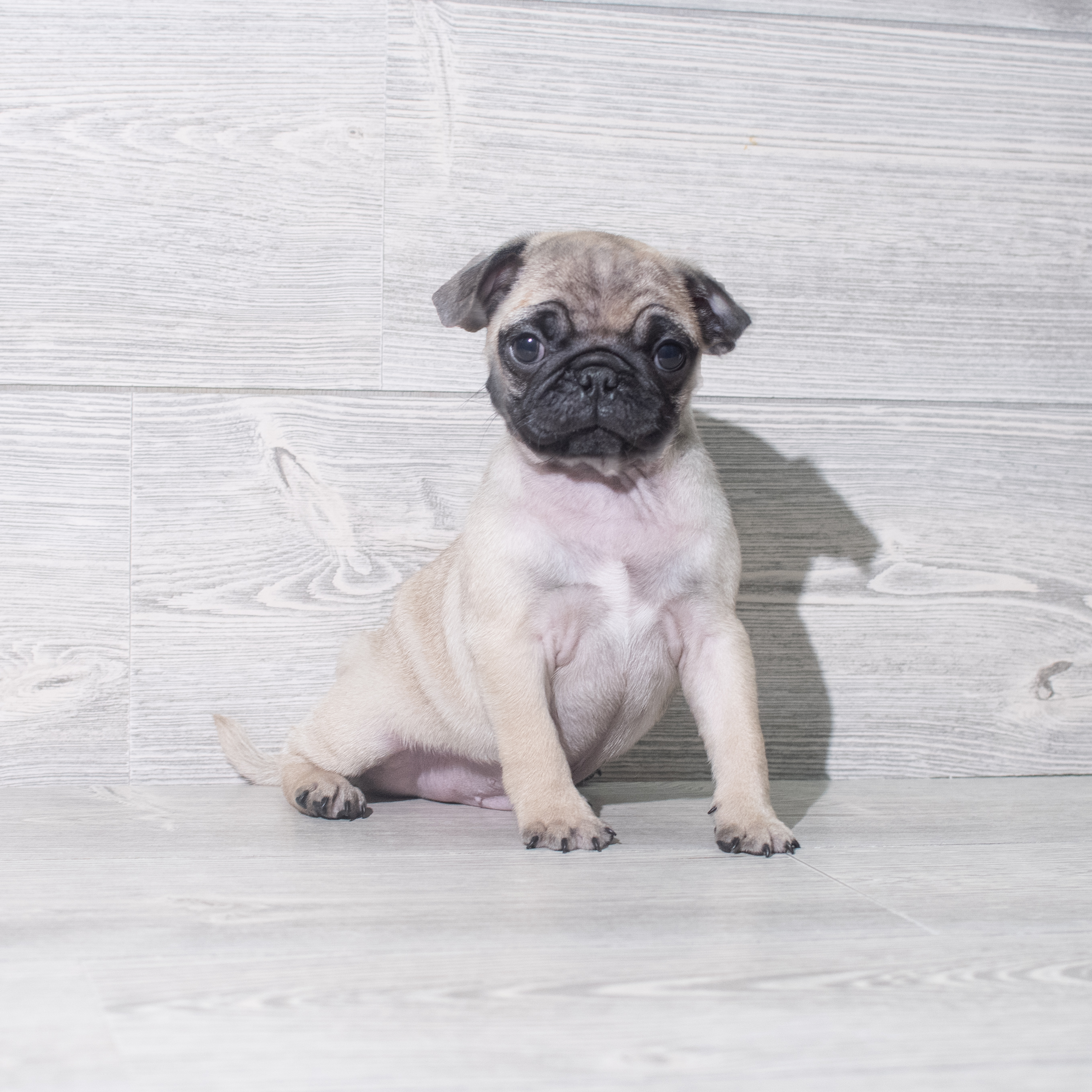 Pug (M) 5484 Image #1