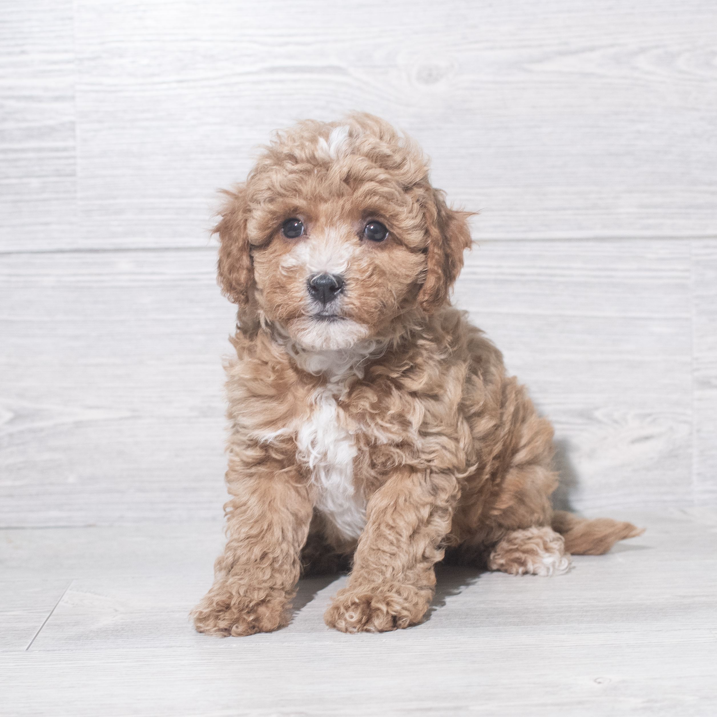 Cavapoo F1B (M) 5485 Image #1