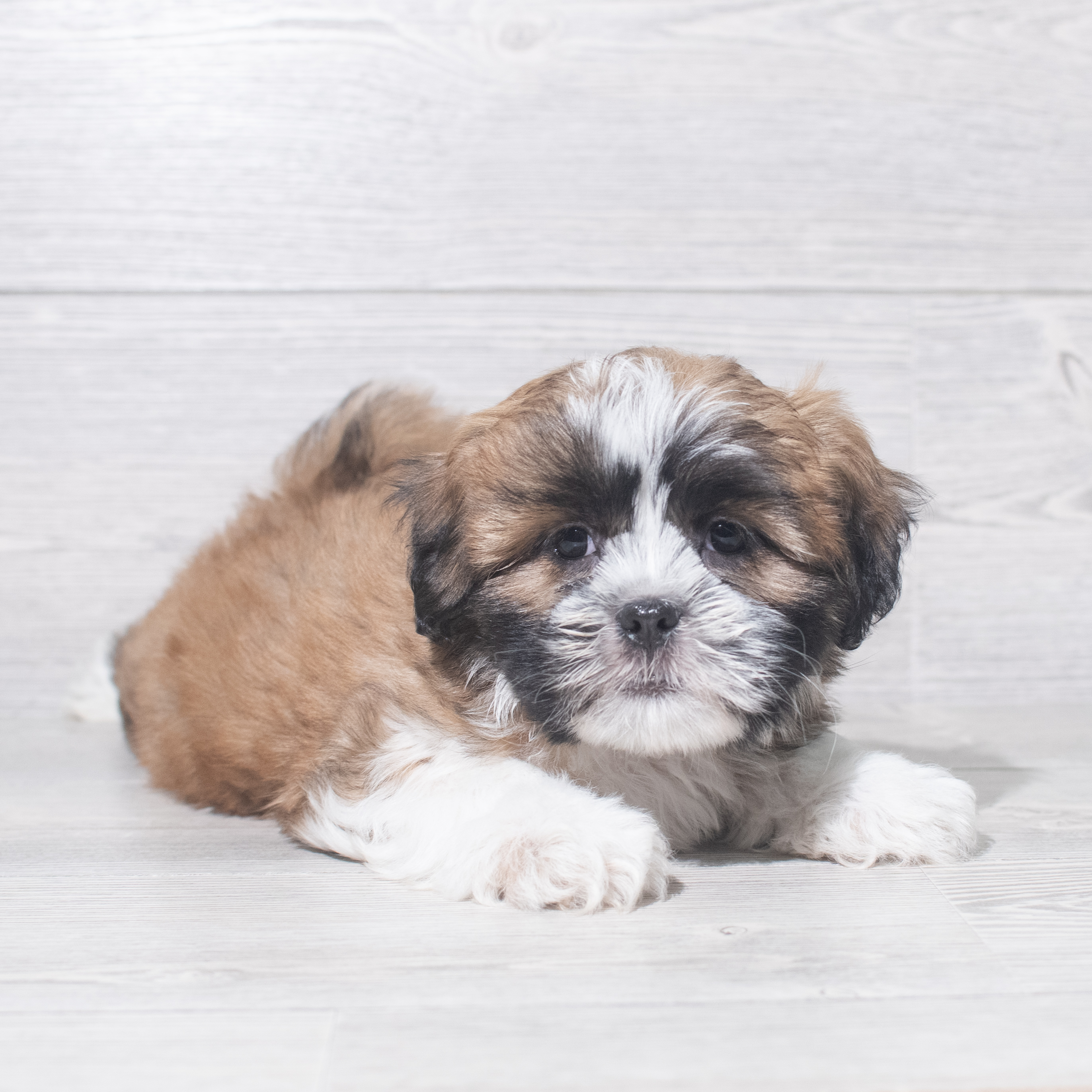 Lhasa Apso (F) 5486 Image #1