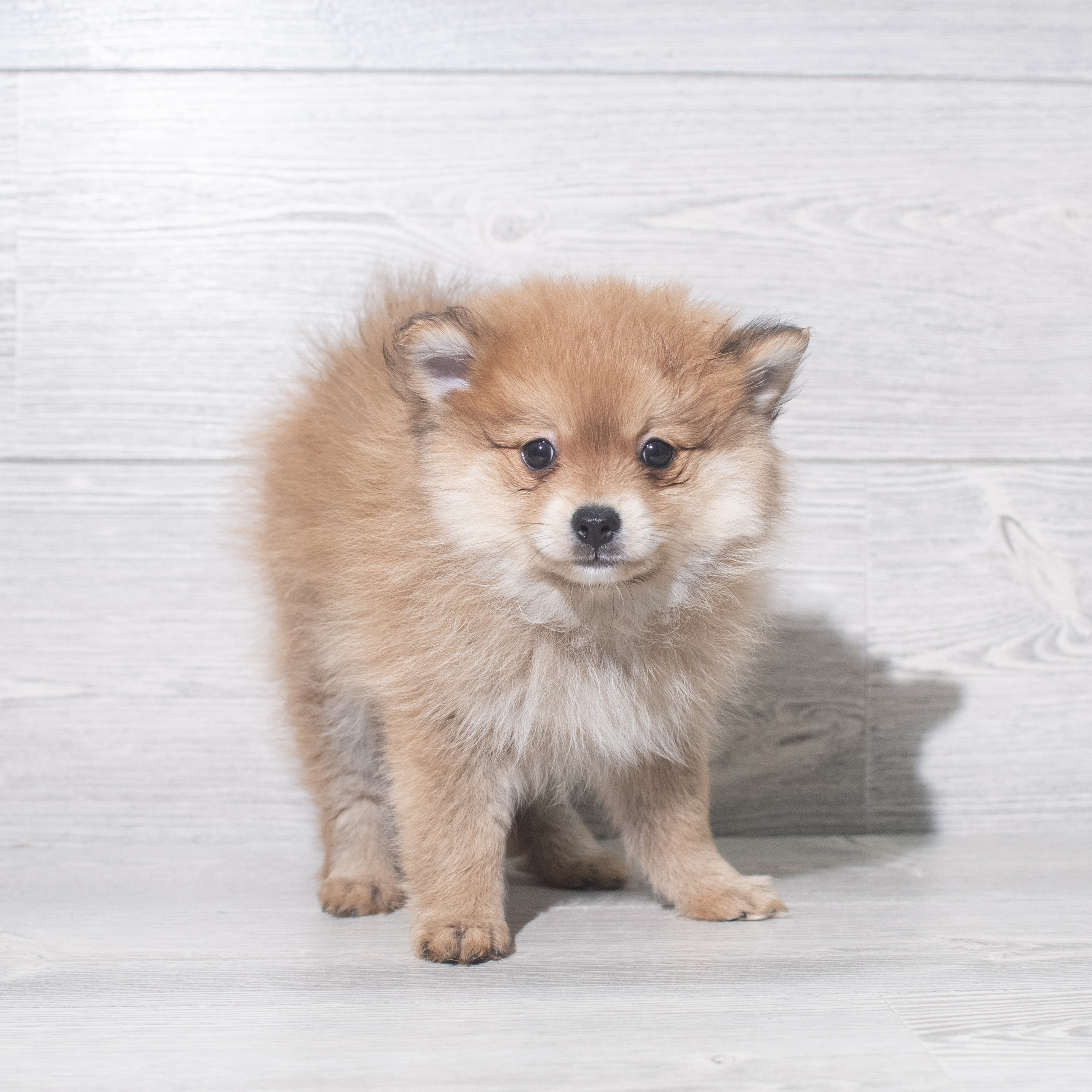 Pomeranian (M) 5487 Image #1