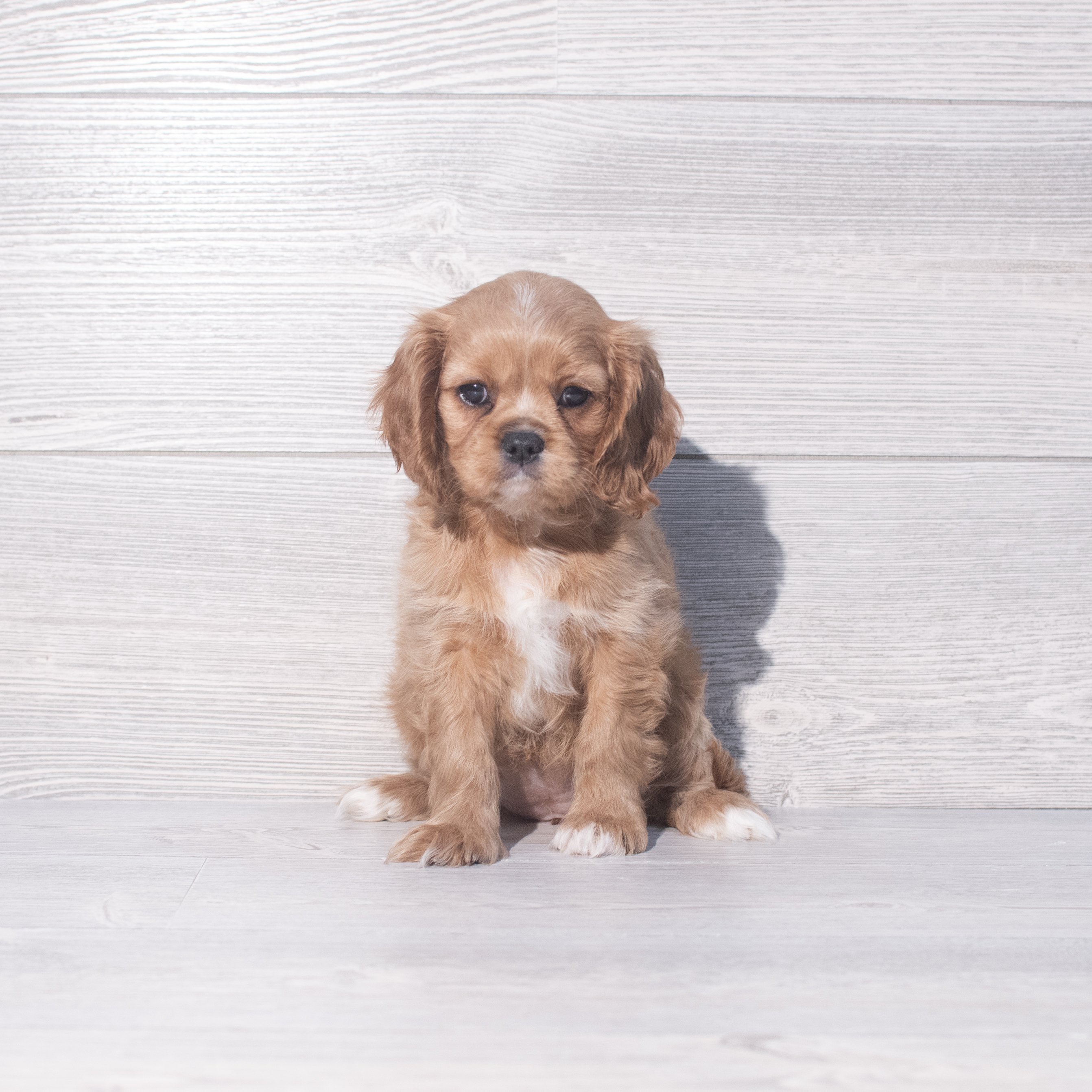 Cavalier King Charles Spaniel (F) 2059 Image #1
