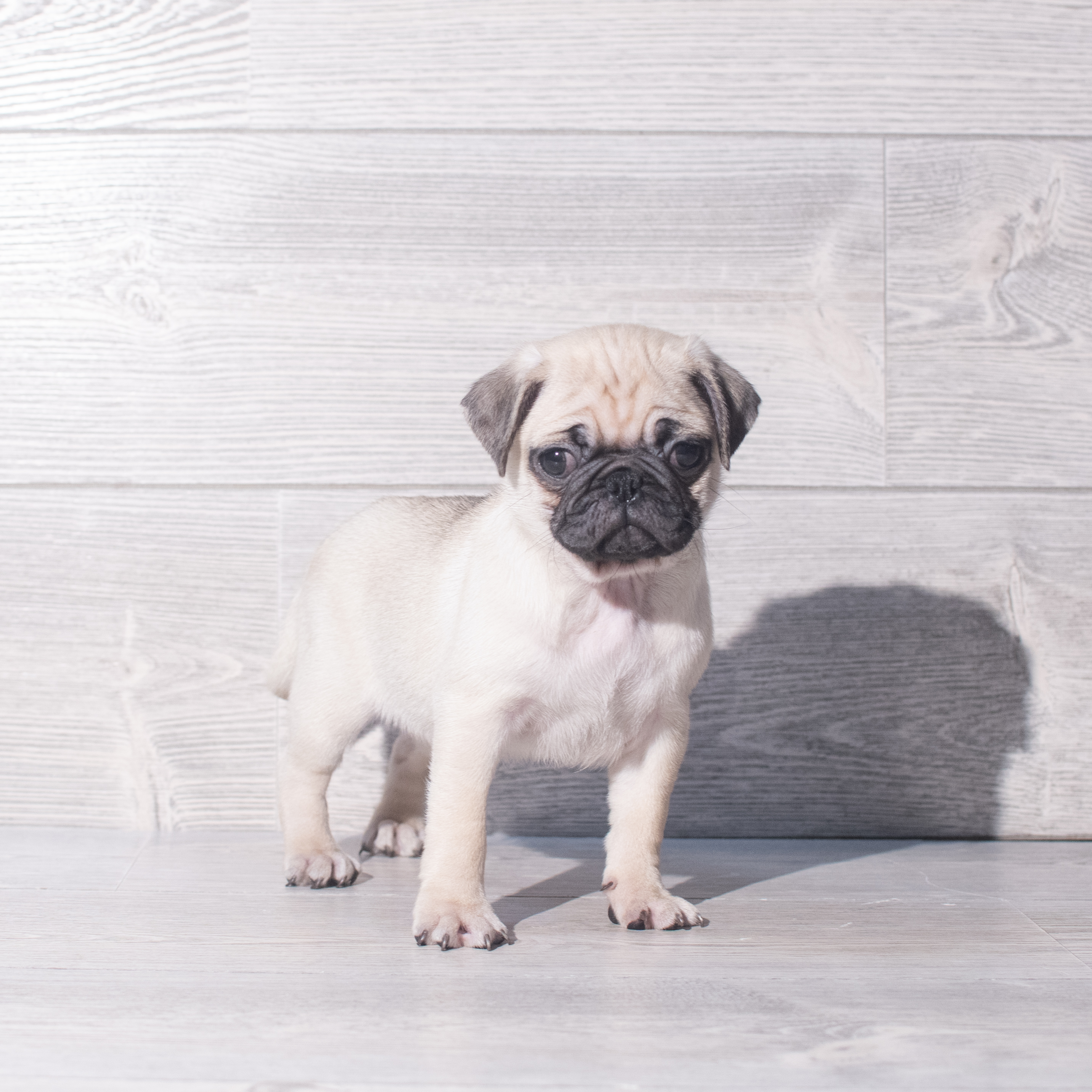 Pug (F) 2060 Image #1