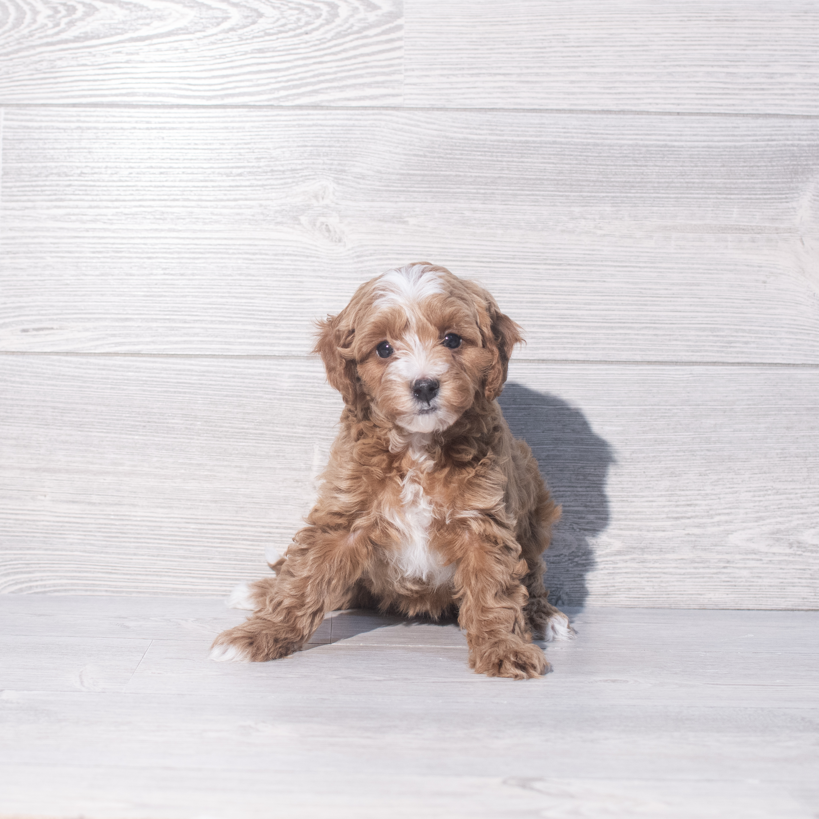 Cavapoo F1B (F) 2061 Image #1