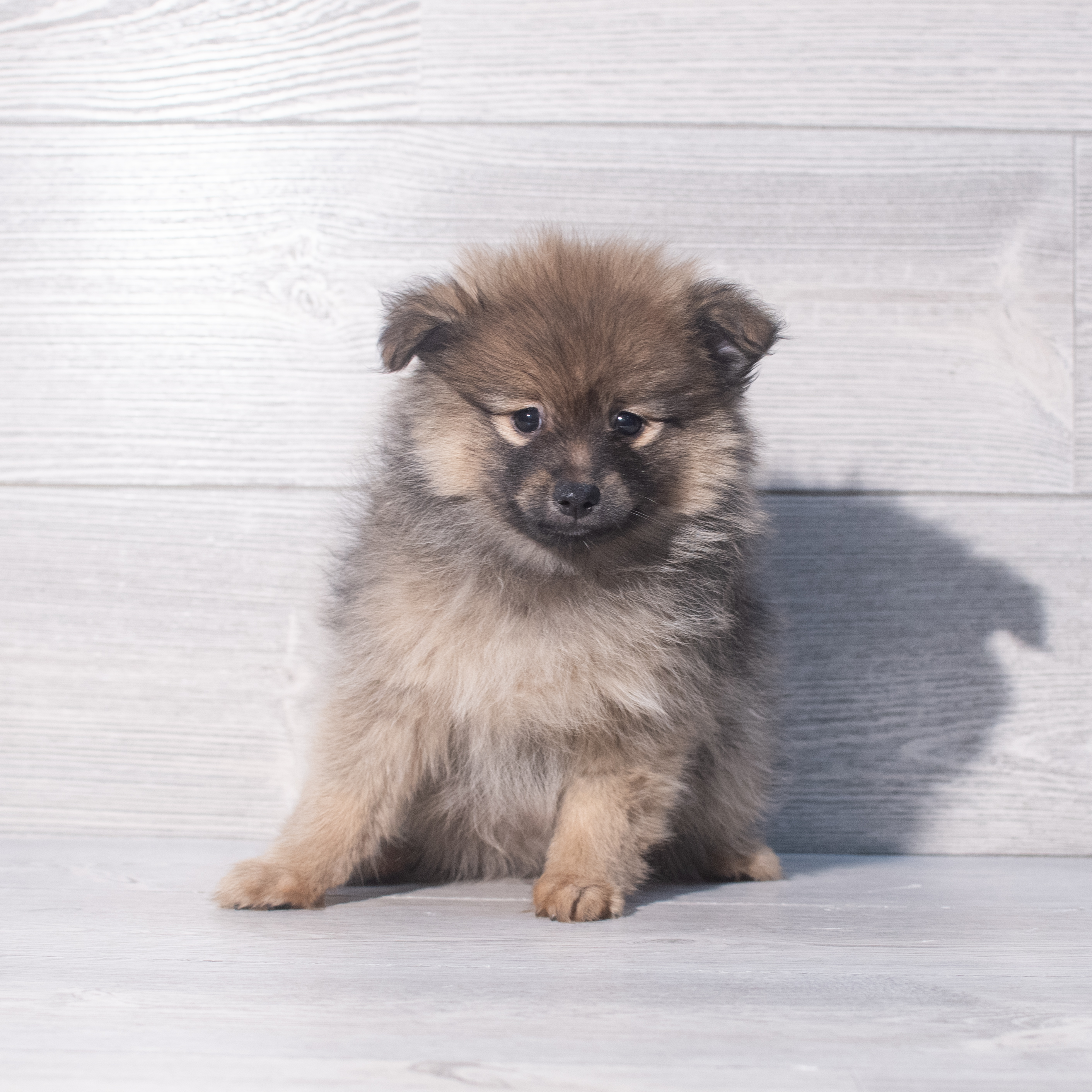 Pomeranian (M) 2062 Image #1