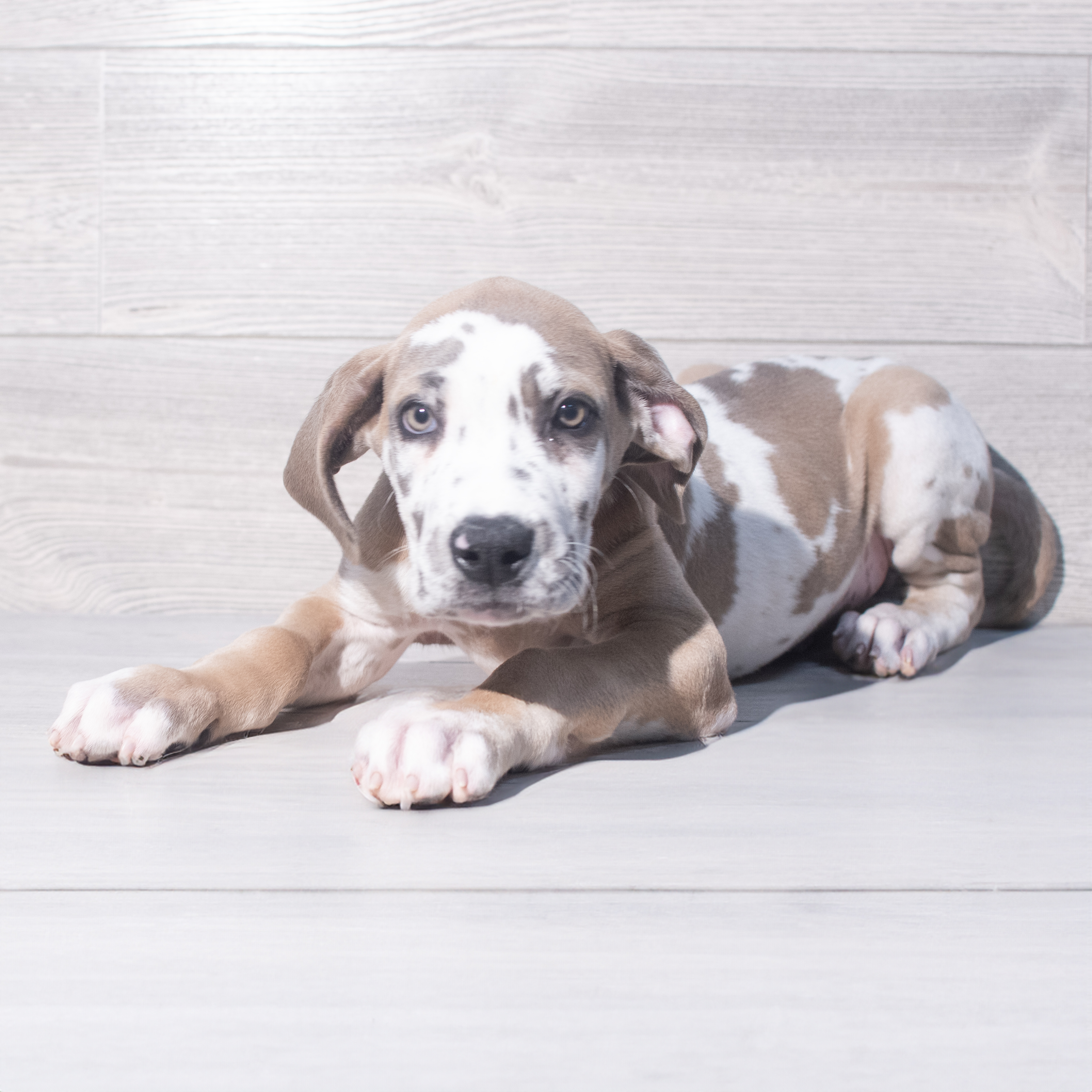 Great Dane (M) 2066 Image #1