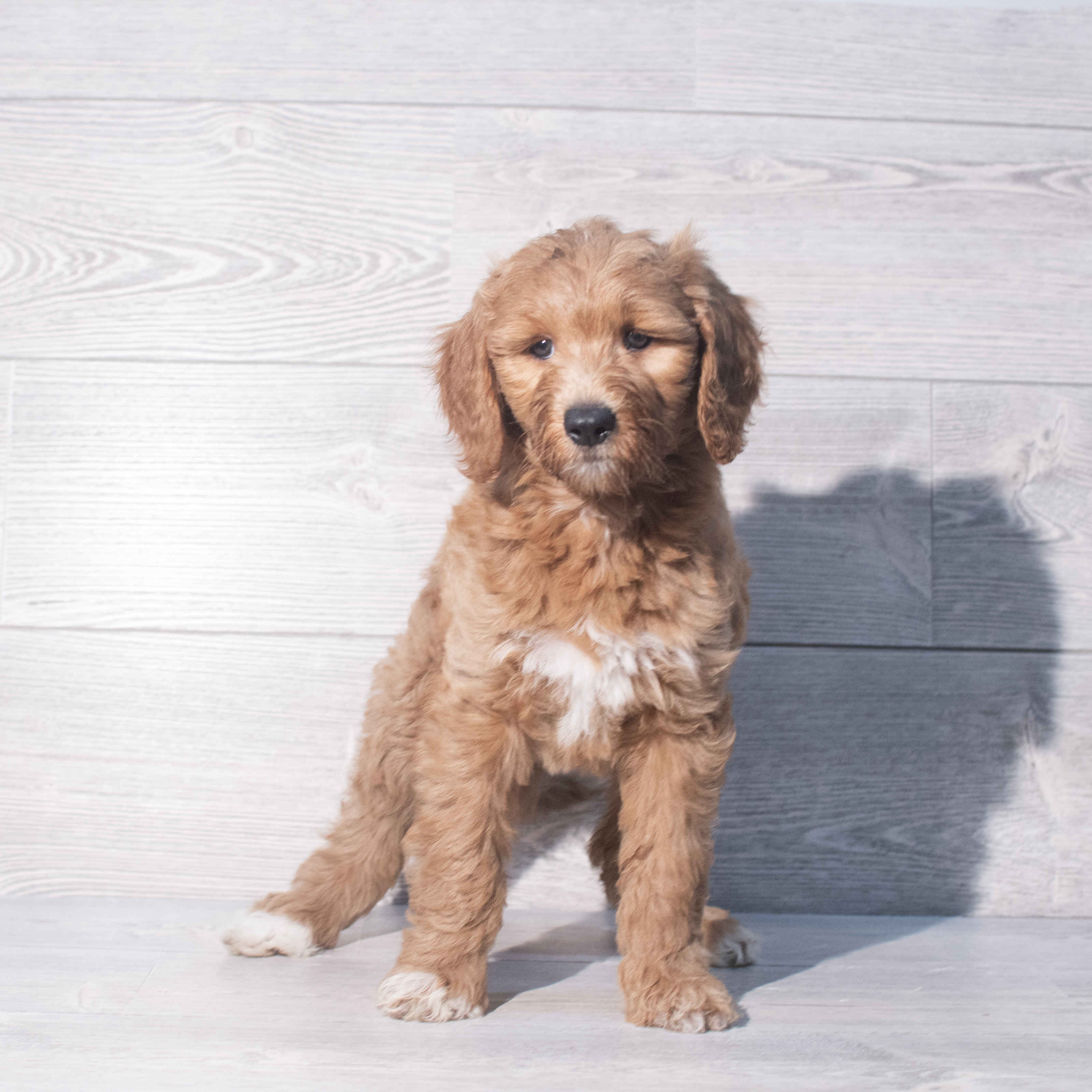 Goldendoodle Mini (F) 2057 Image #1