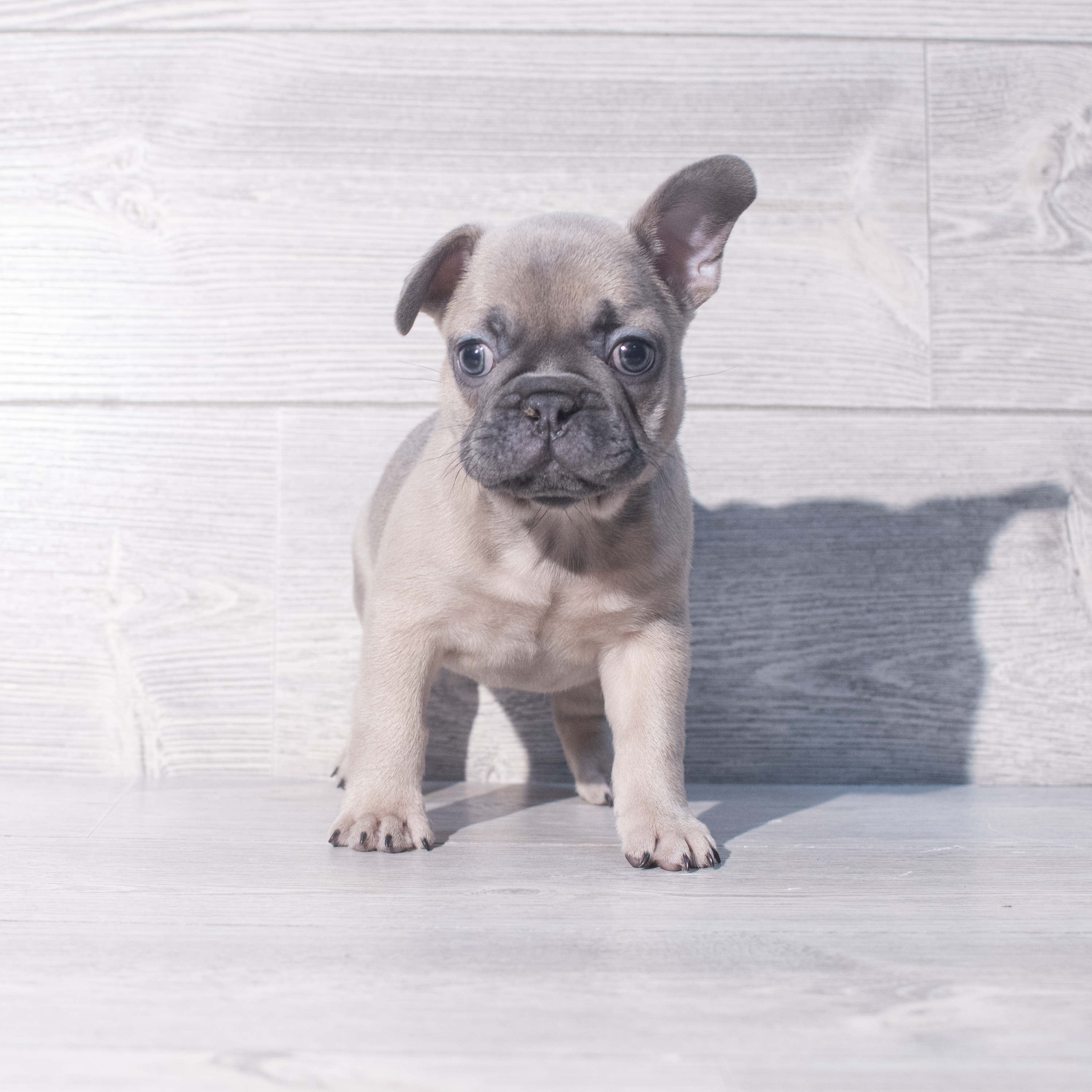 French Bulldog (M-N) 2065 Image #1