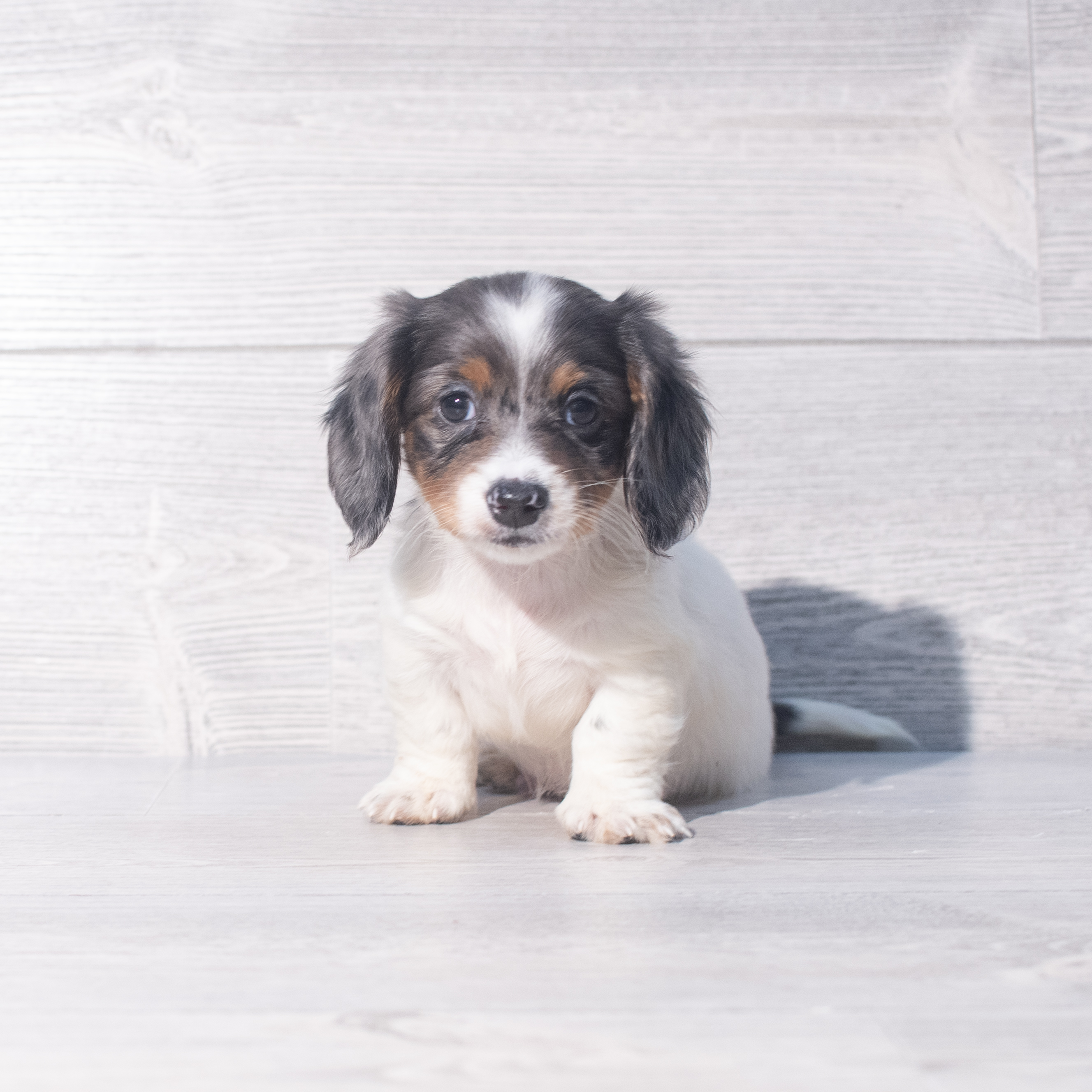 Dachshund (M) 2064 Image #1