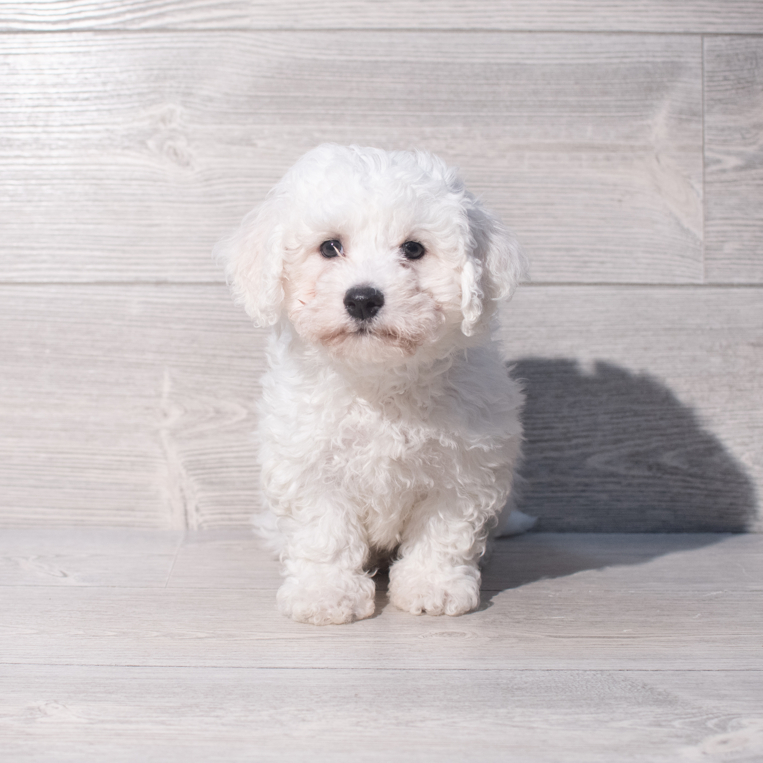 Bichon Frise (M-N) 2073 Image #1