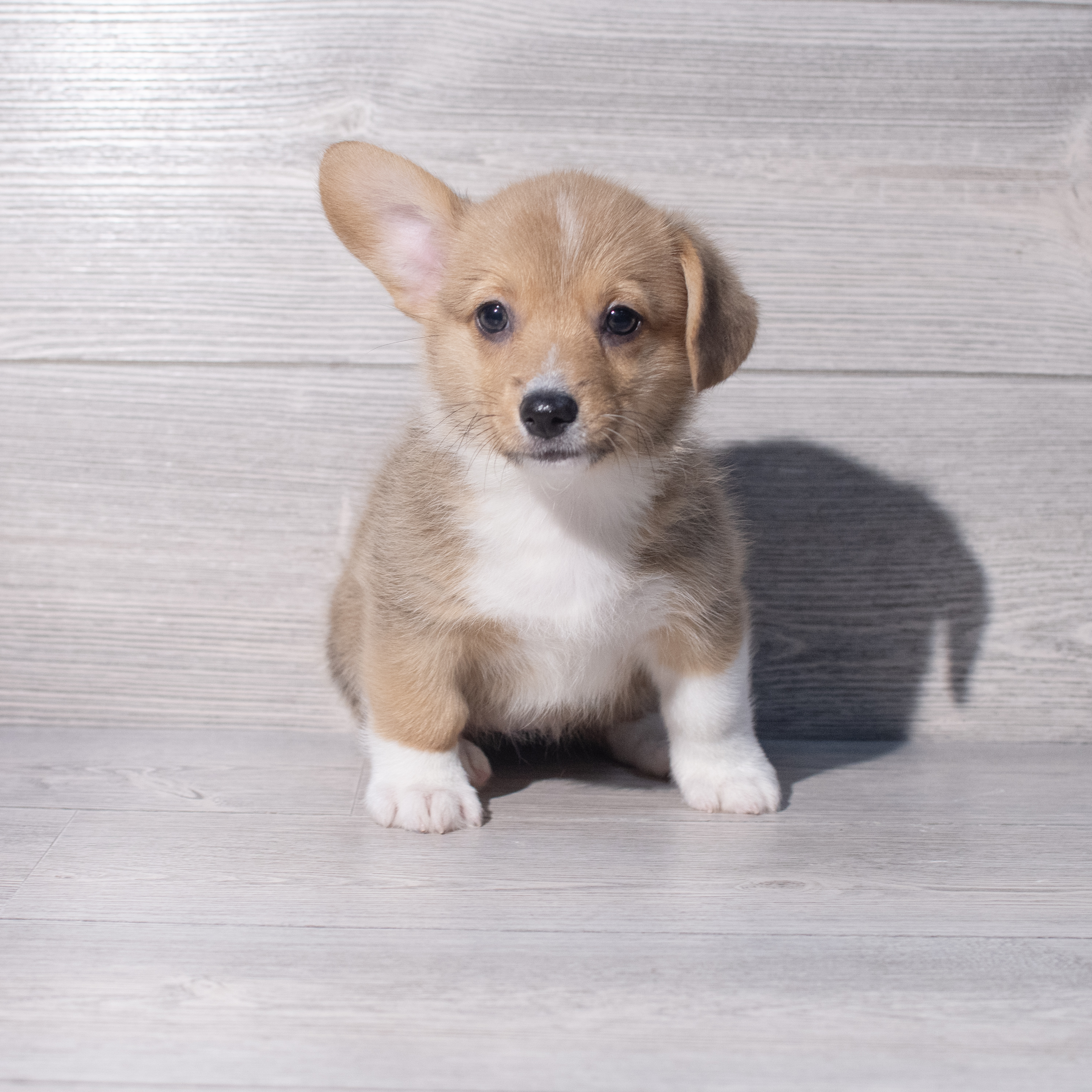Pembroke Welsh Corgi (F) 2074 Image #1