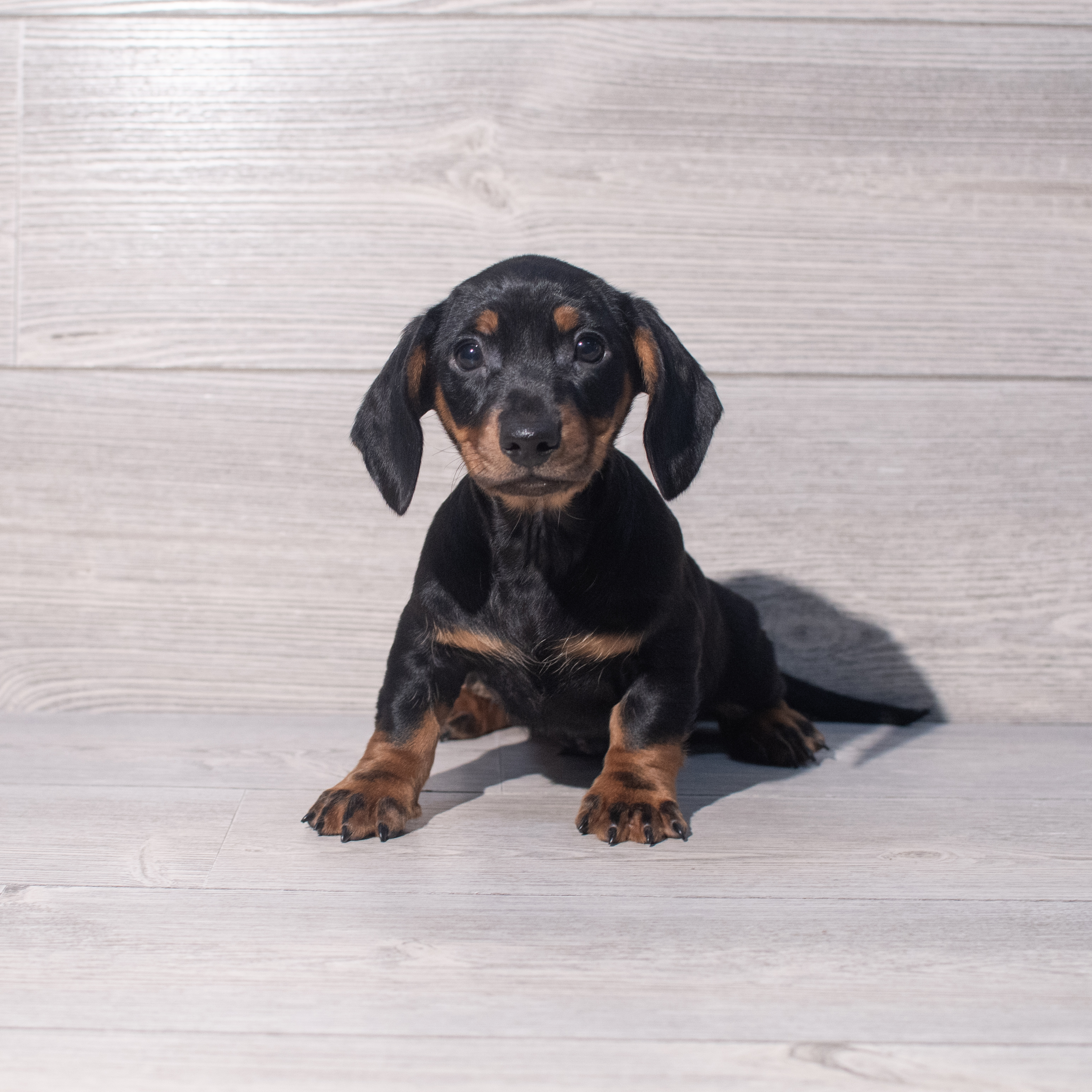 Dachshund (M) 2076 Image #1