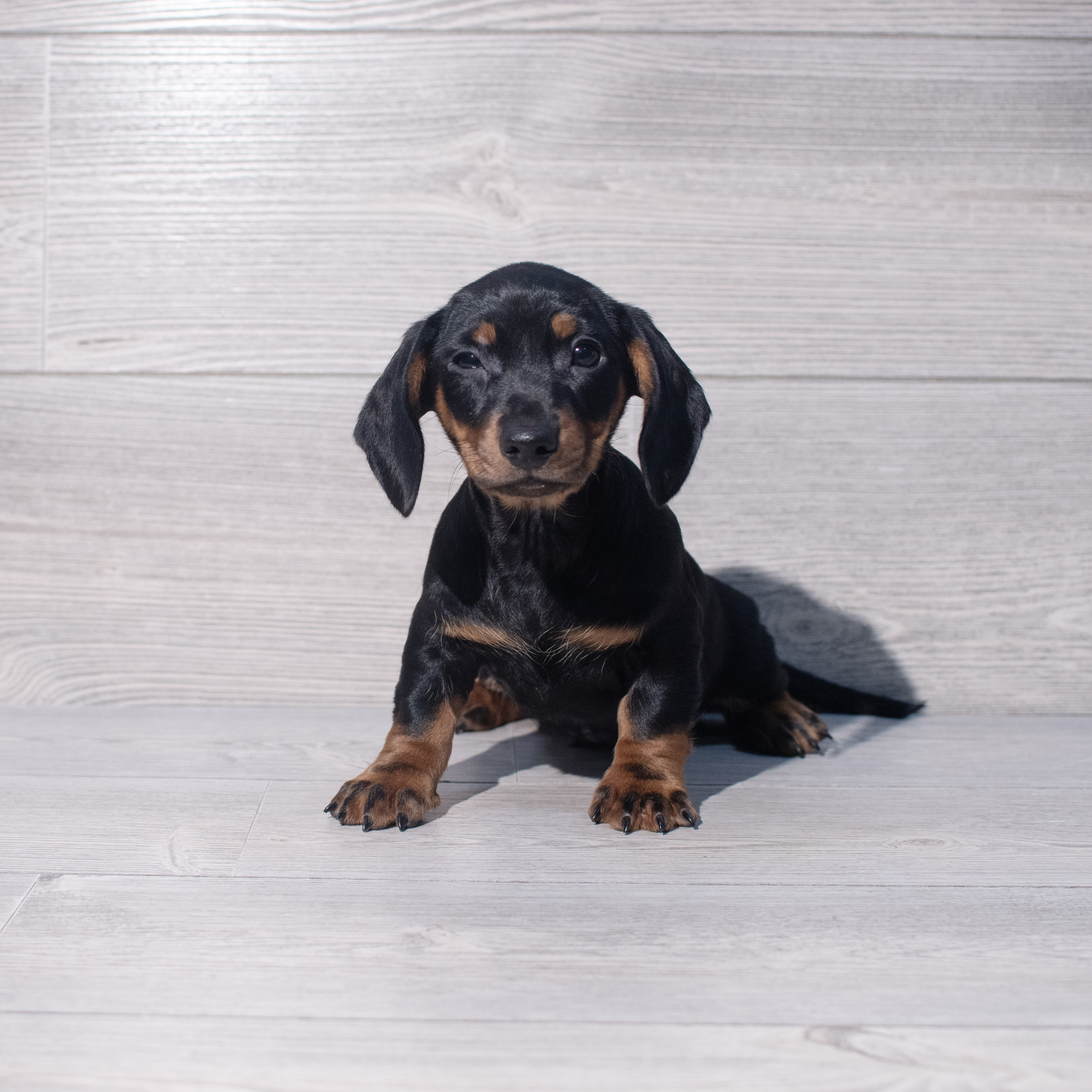 Dachshund (M) 2076 Image #1