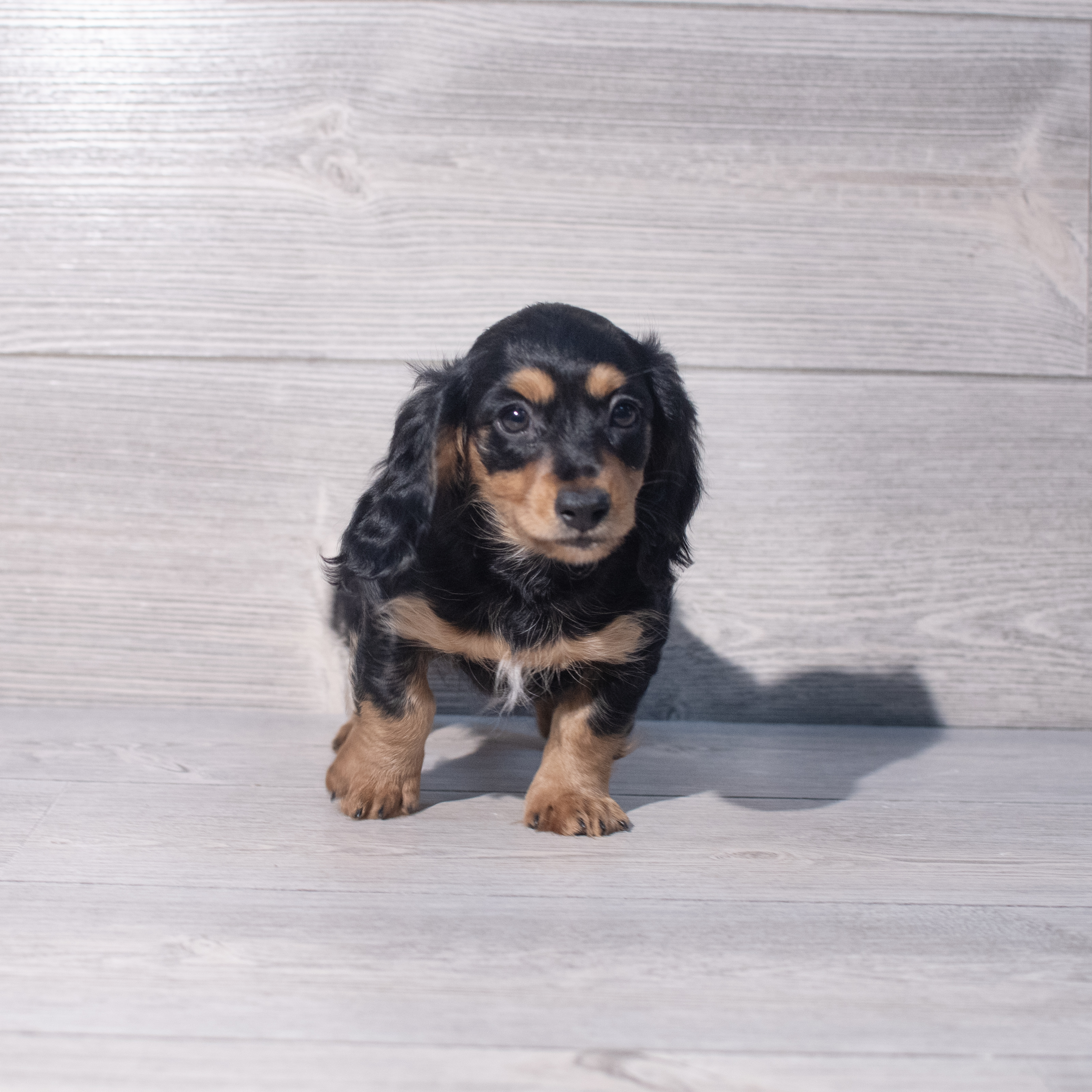 Dachshund (F) 2077 Image #1