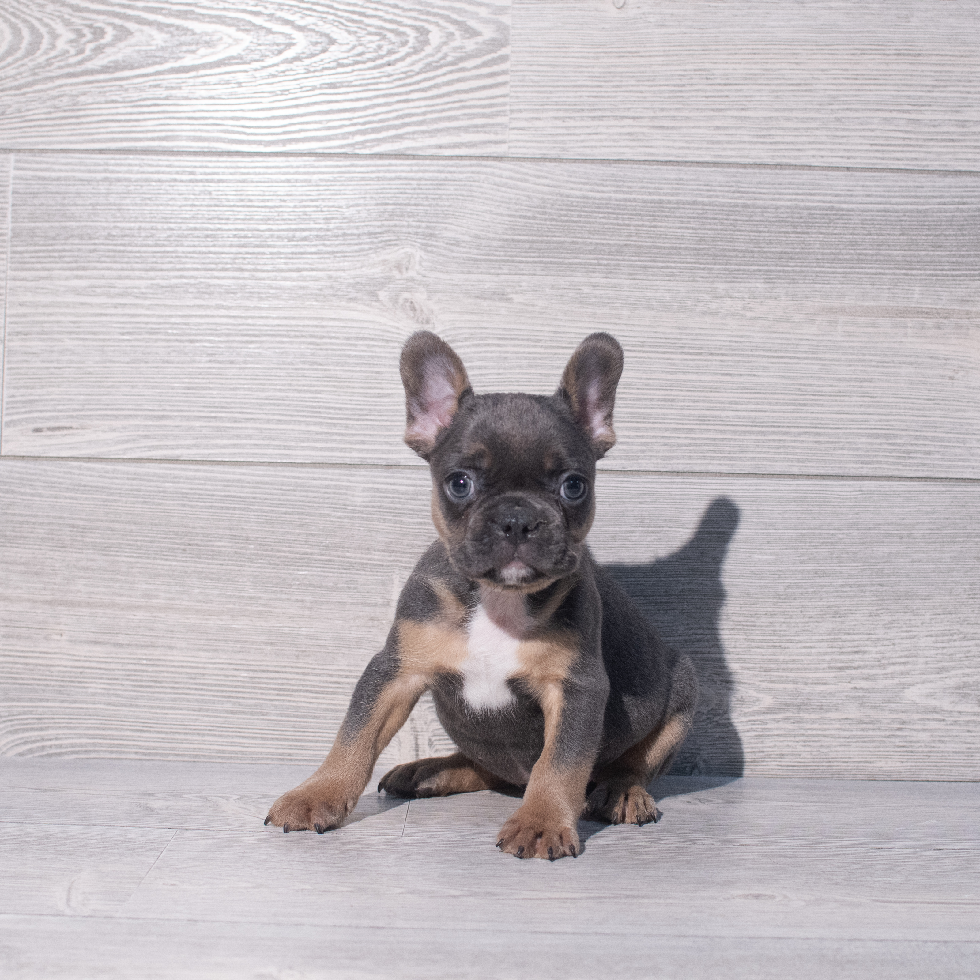 French Bulldog (M) 2078 Image #1