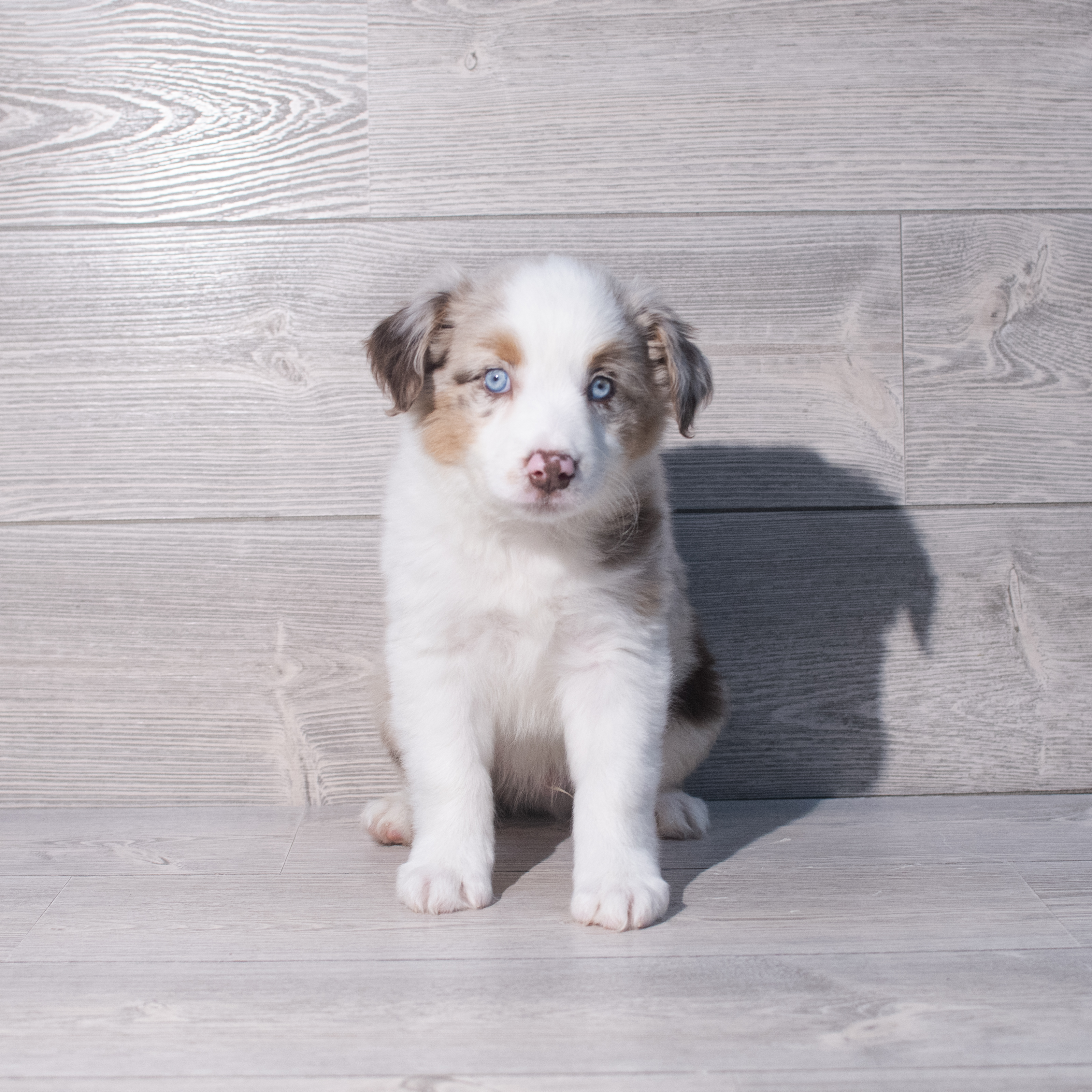 Miniature Australian Shepherd (M) 2072 Image #1