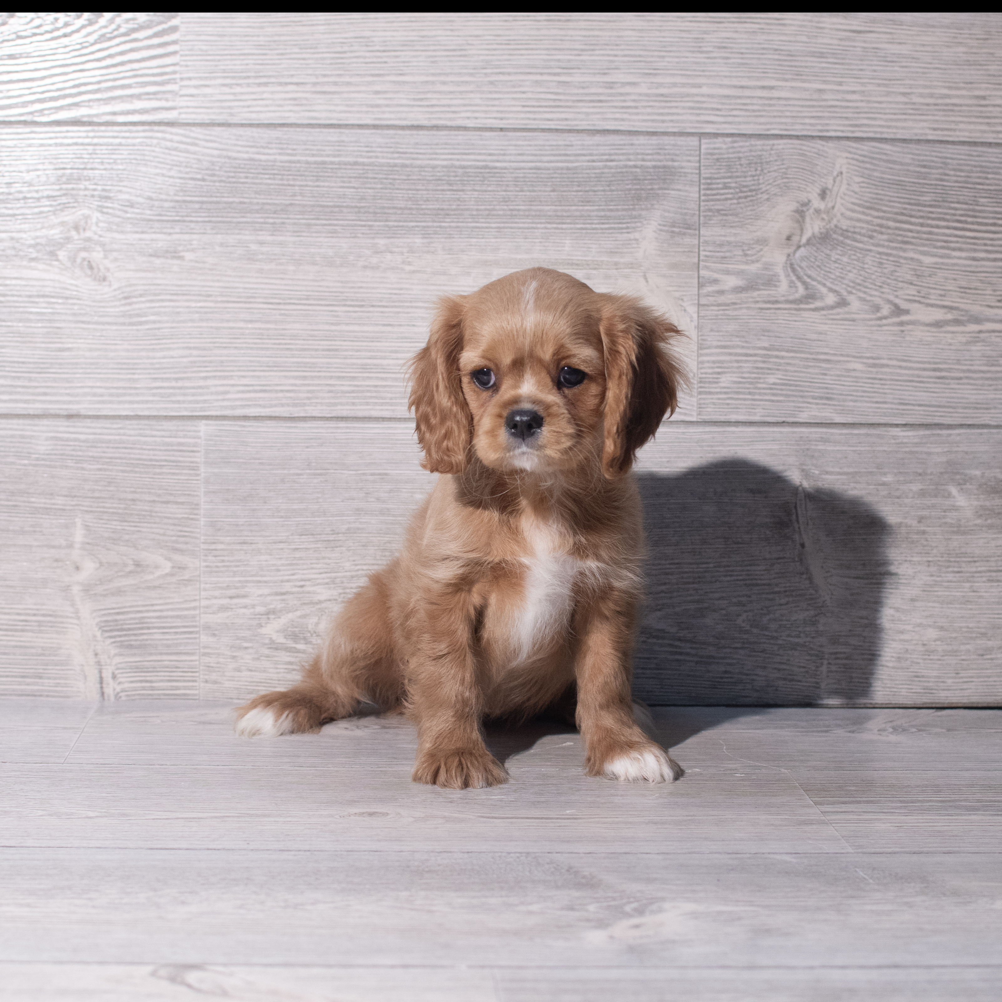 Cavalier King Charles Spaniel (F) 2059 Image #1