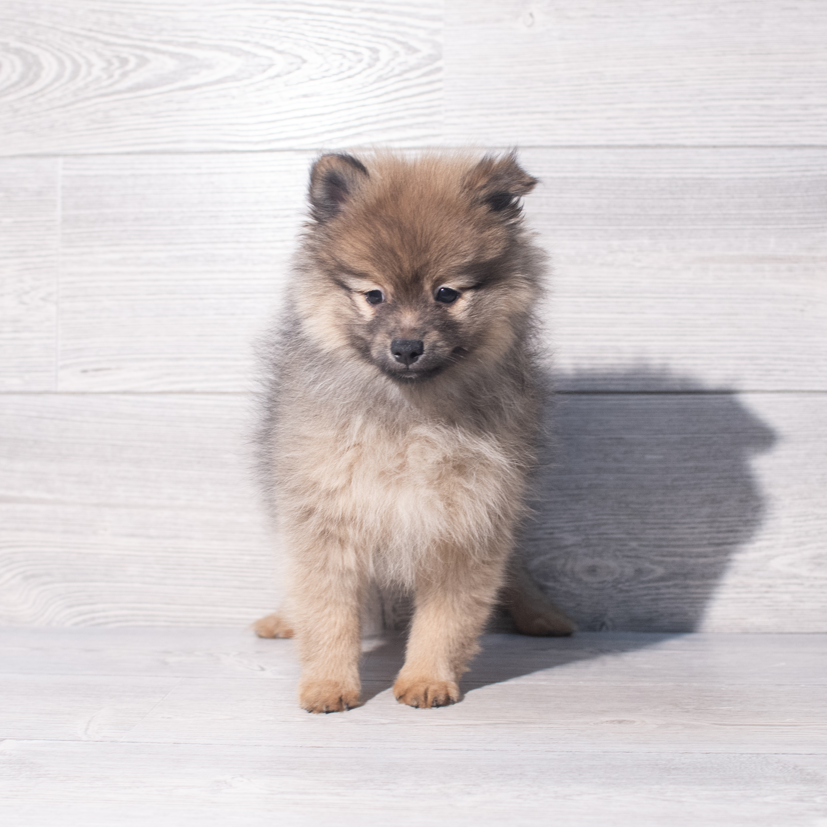 Pomeranian (M) 2062 Image #1