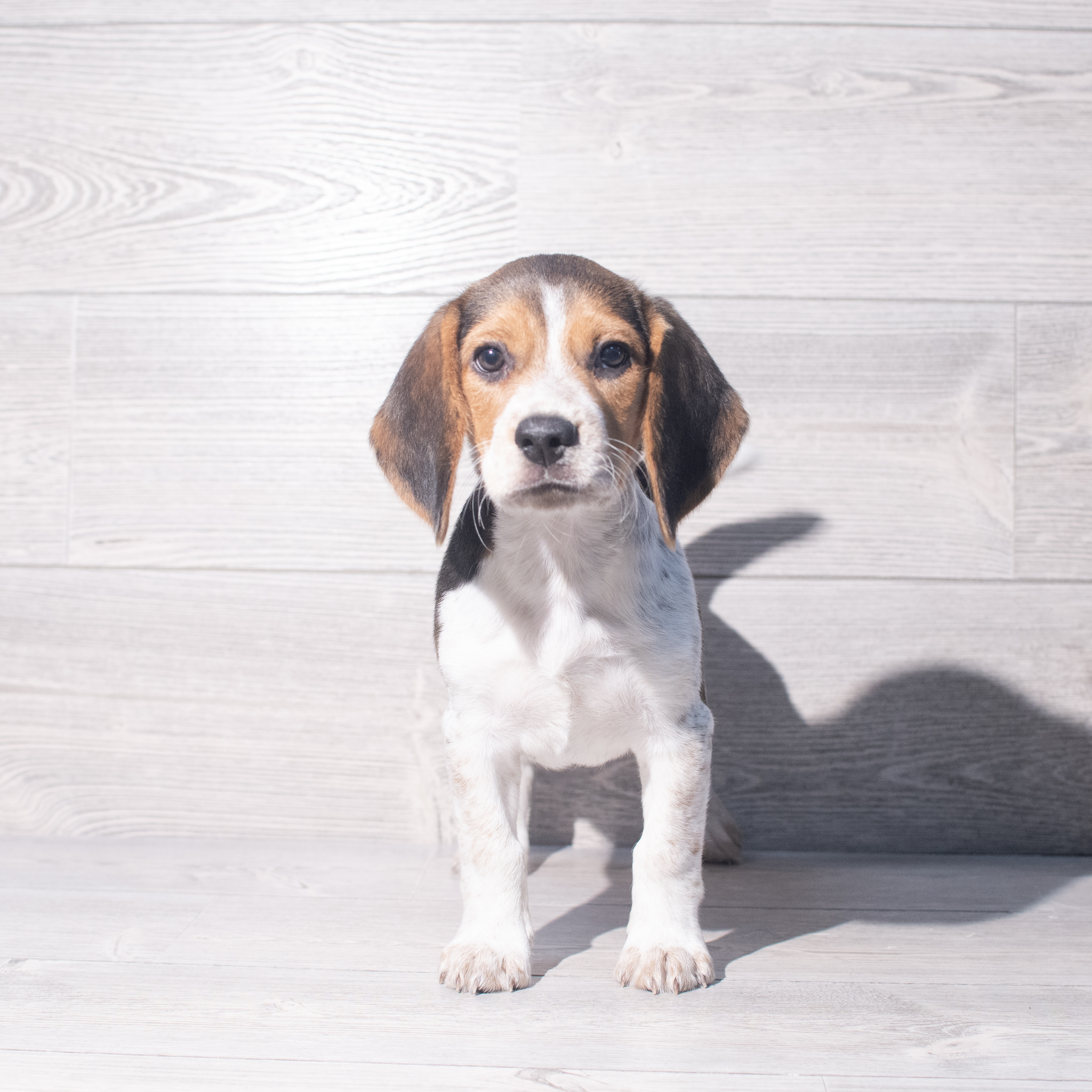 Beagle (M) 2068 Image #1
