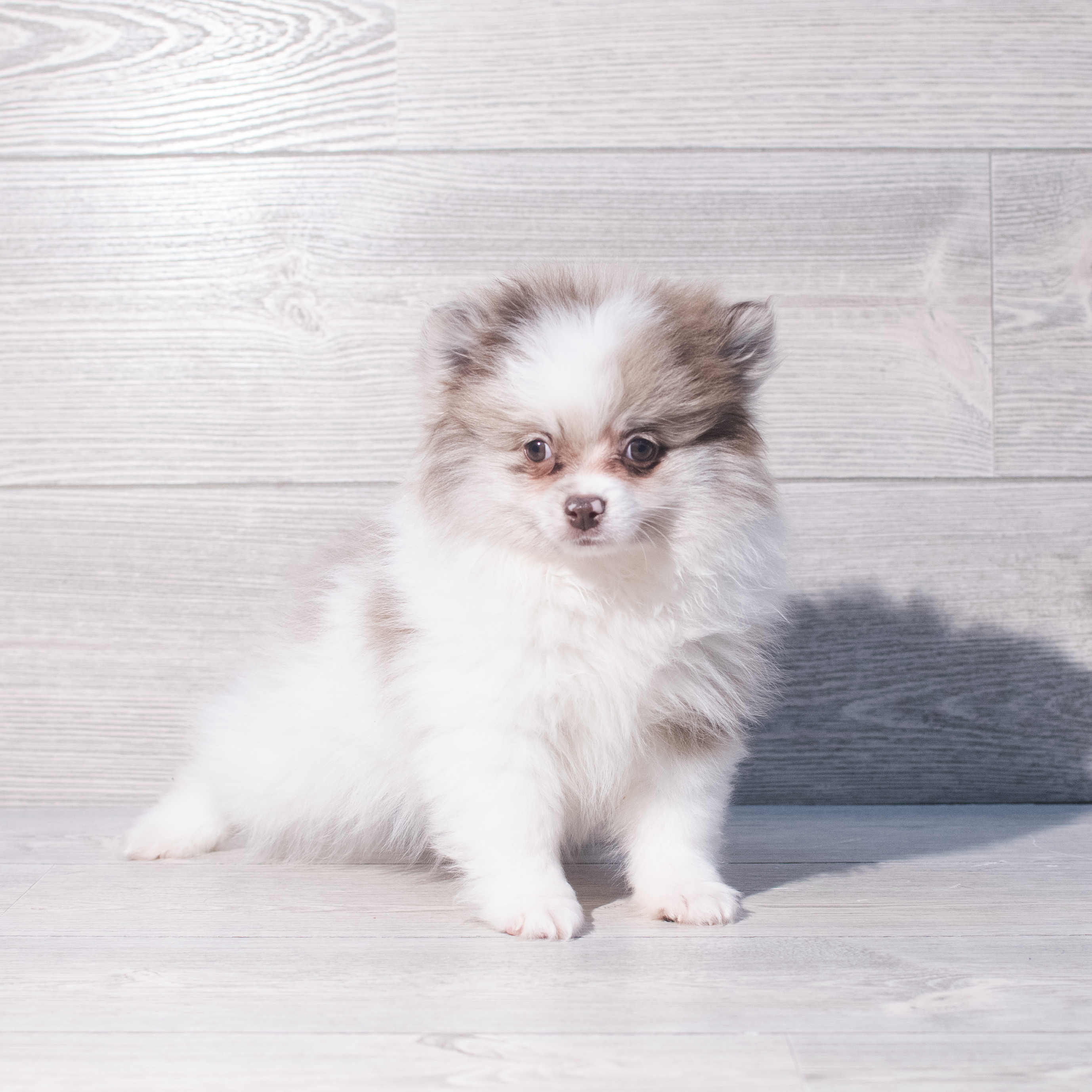 Pomeranian (M) 2069 Image #1