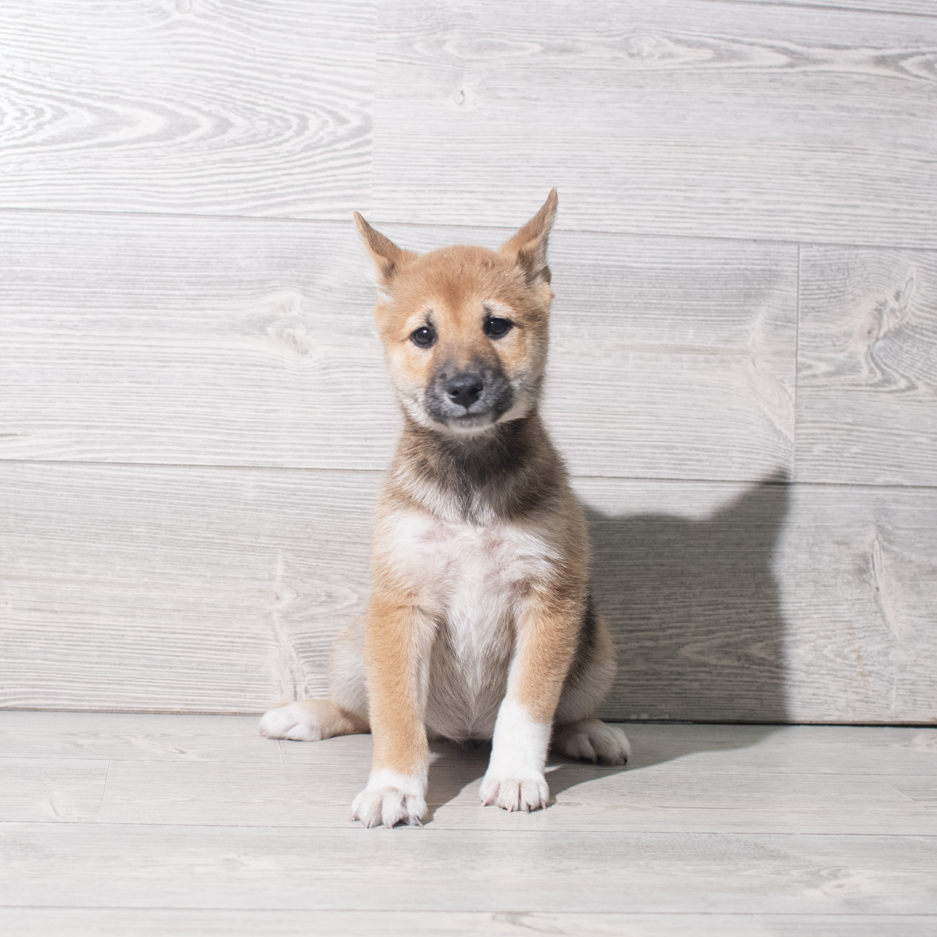 Shiba Inu (F) 5494 Image #1