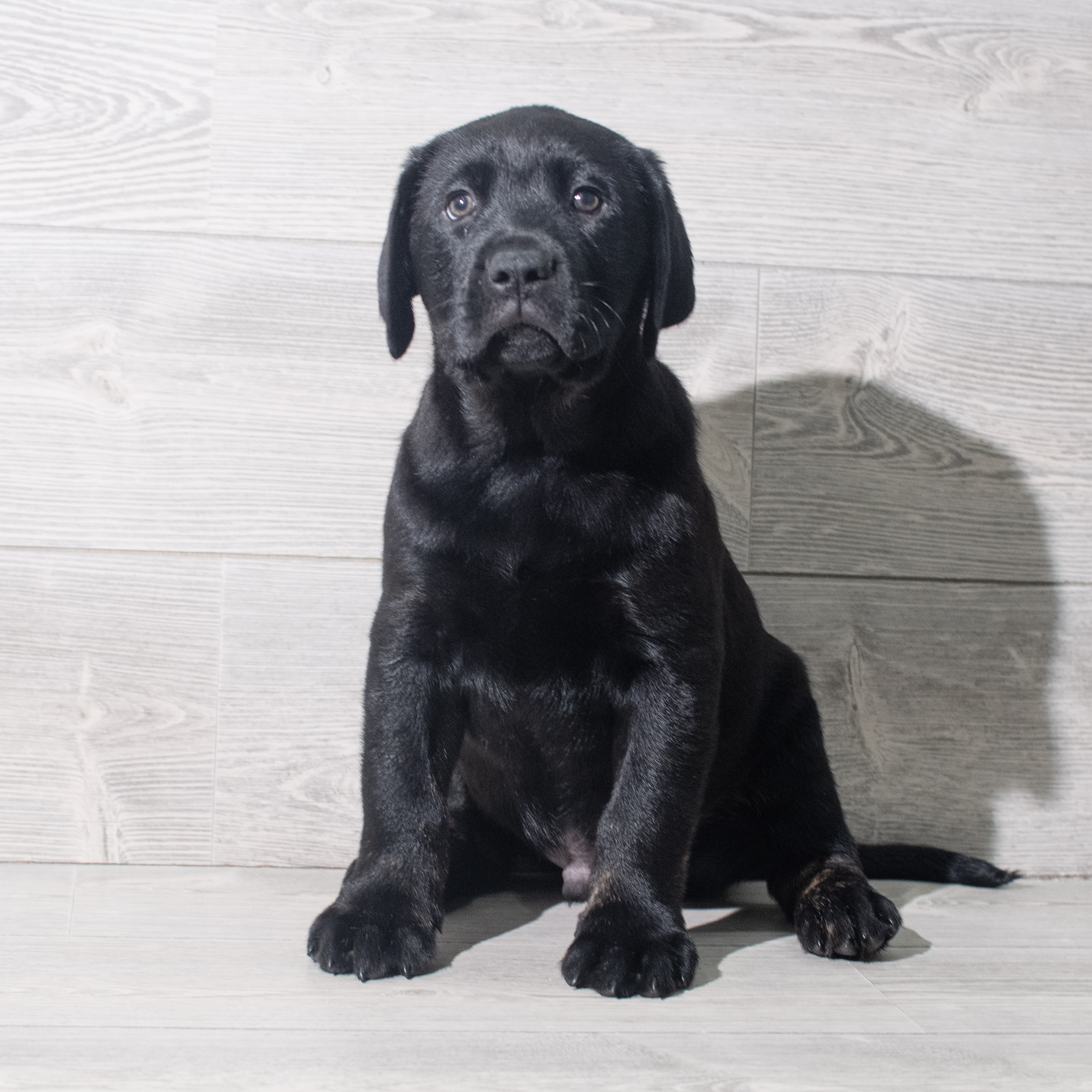 Labrador Retriever (M) 5496 Image #1