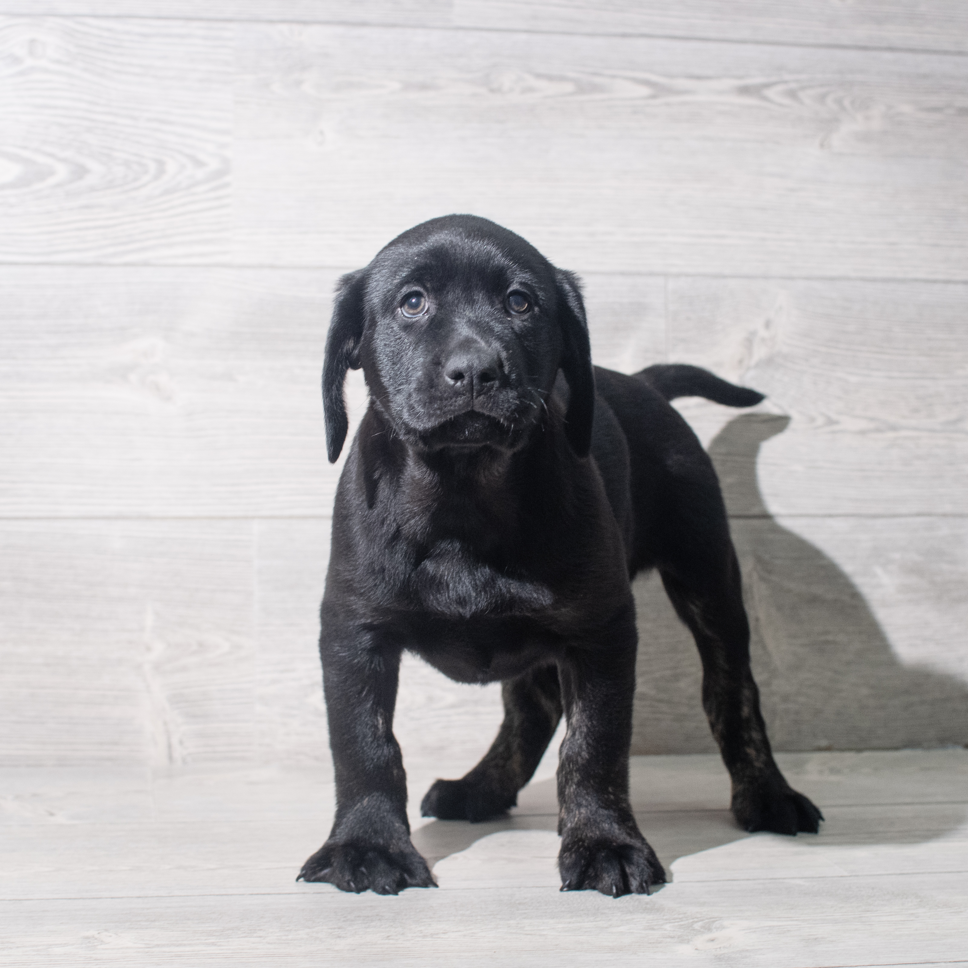 Labrador Retriever (M) 5497 Image #1