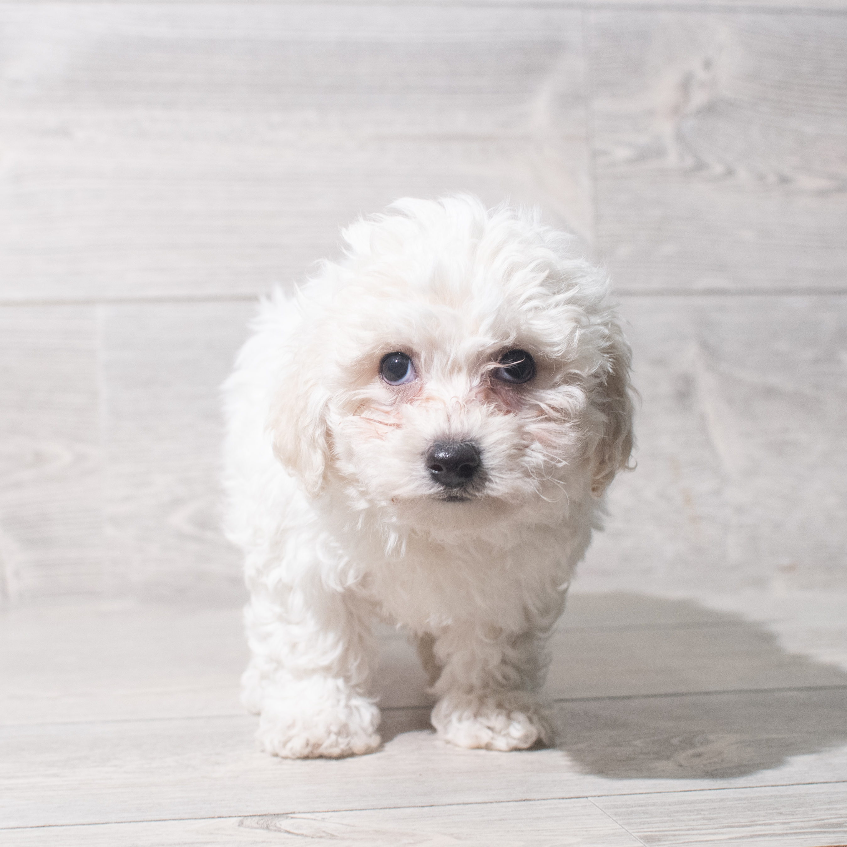 Bichon Frise (F) 5498 Image #1