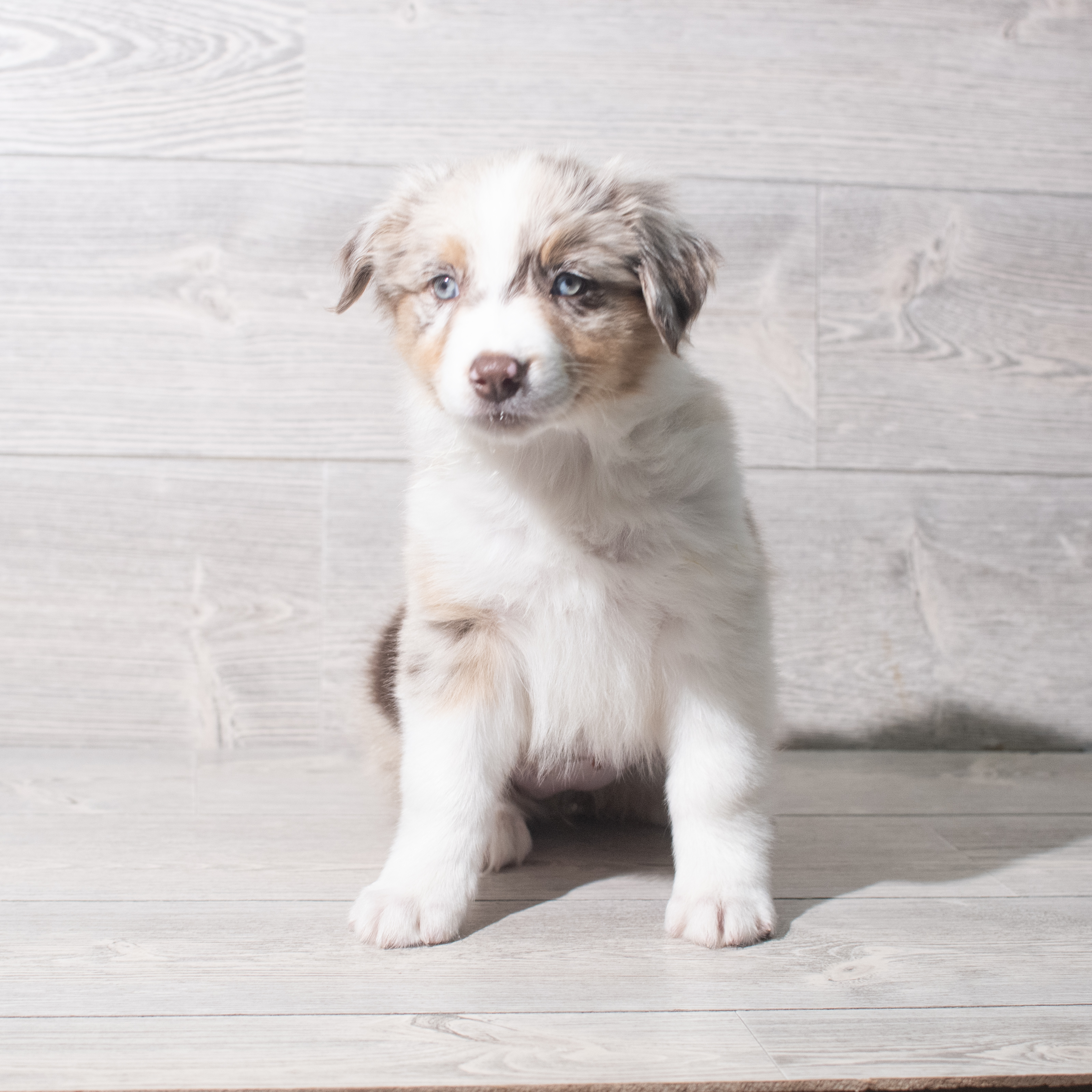 Miniature Australian Shepherd (F) 5495 Image #1