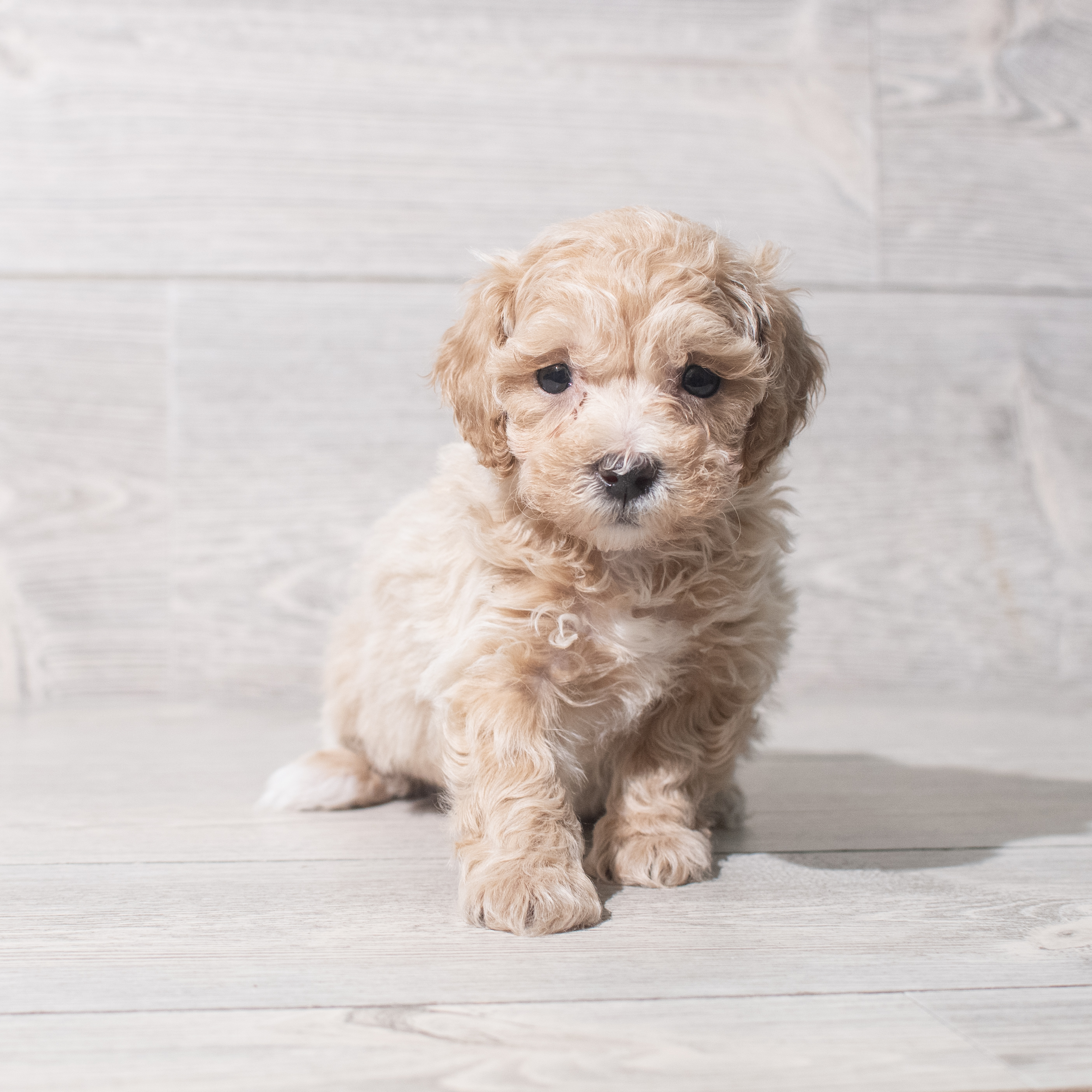 Bichapoo (F) 5499 Image #1