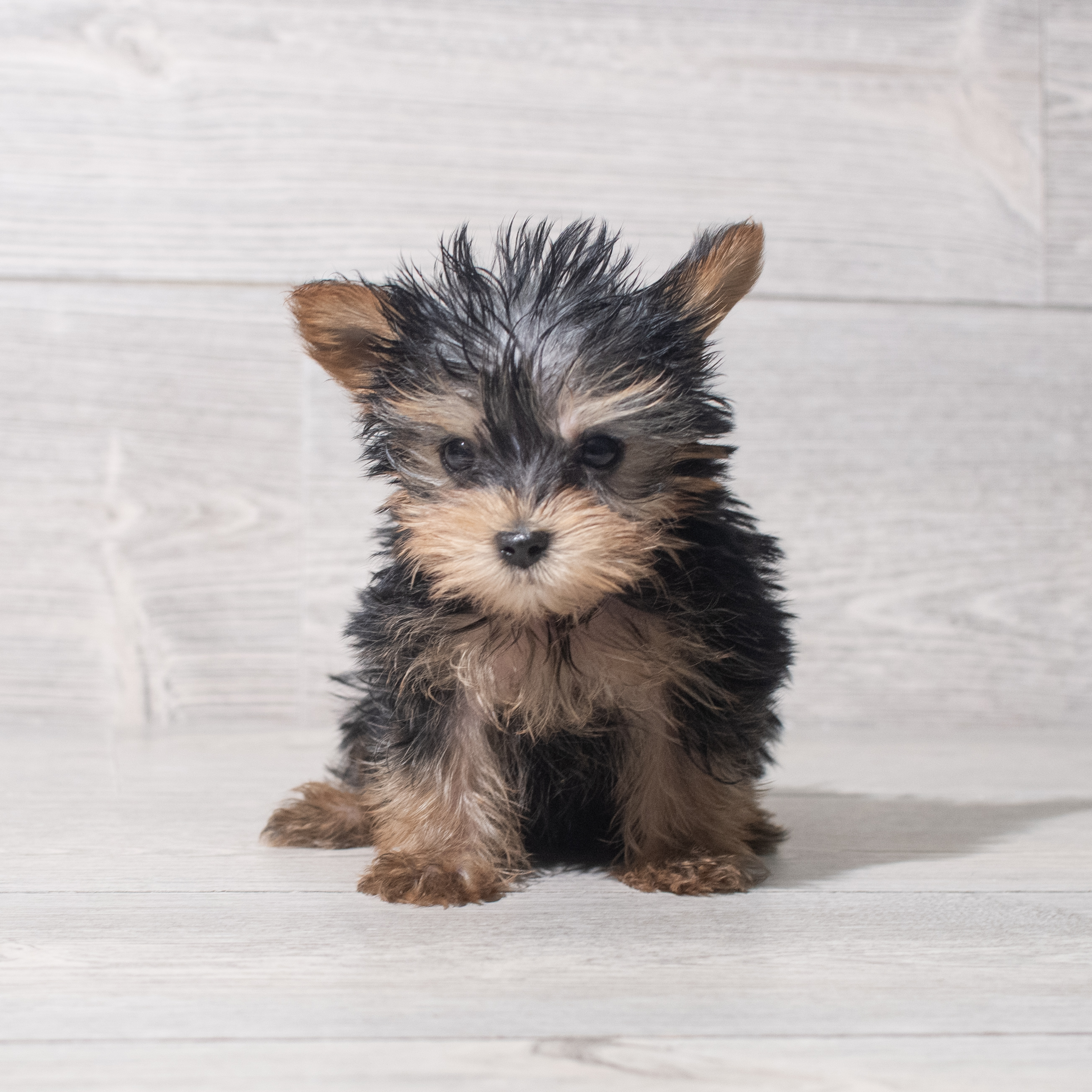 Yorkshire Terrier (F) 5501 Image #1