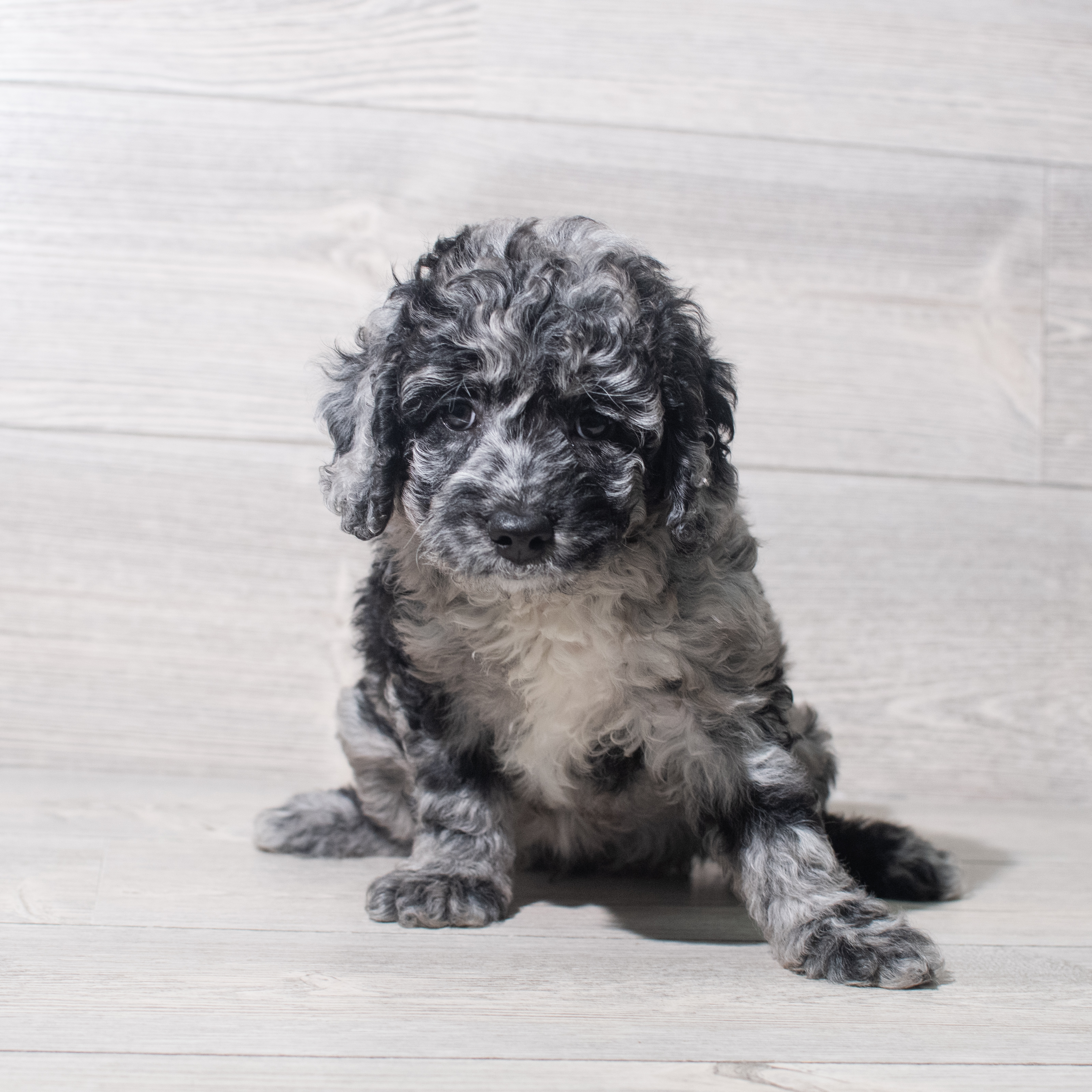 Cockadoodle (F) 5502 Image #1