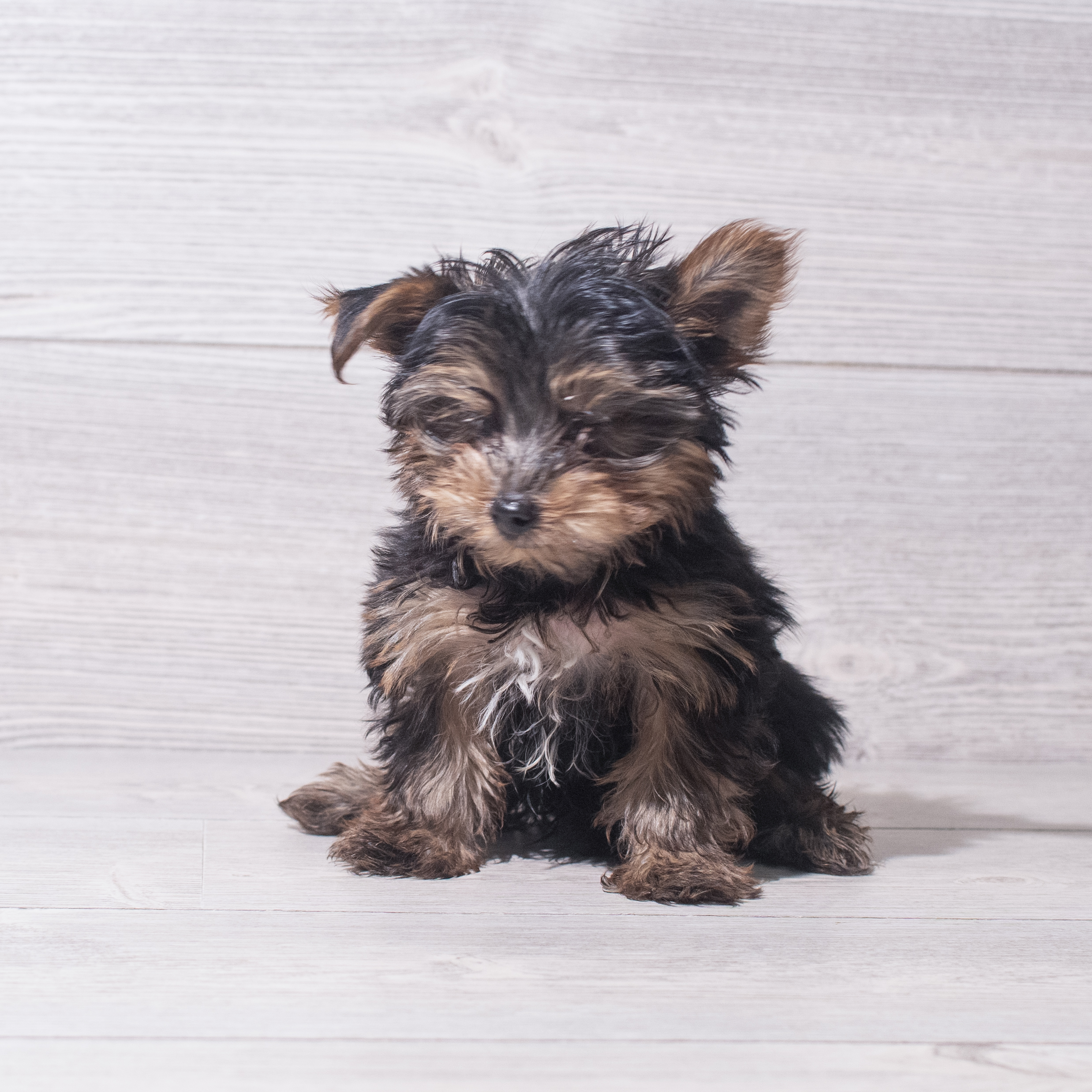 Yorkshire Terrier (M) 5512 Image #1