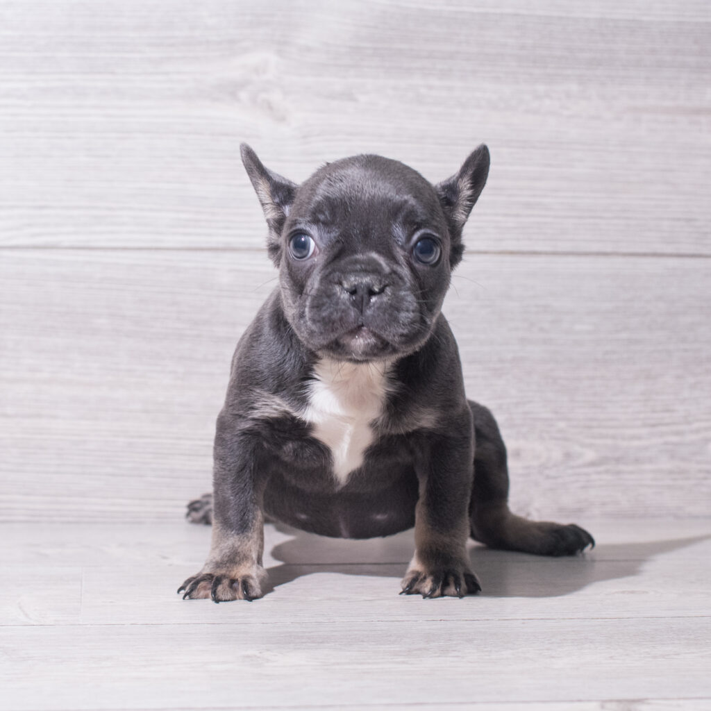 French Bulldog (F) 5513 Image #2