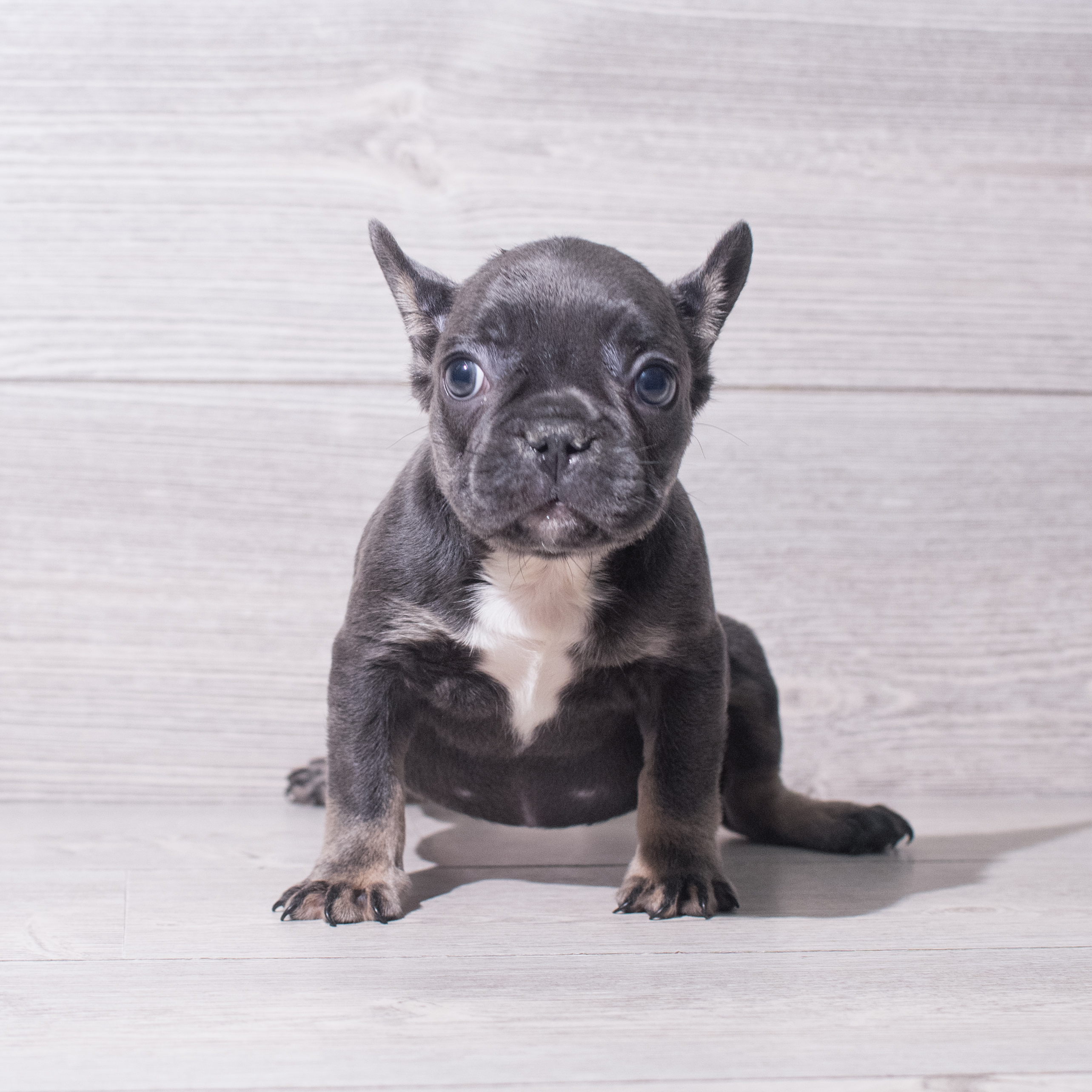 French Bulldog (F) 5513 Image #1