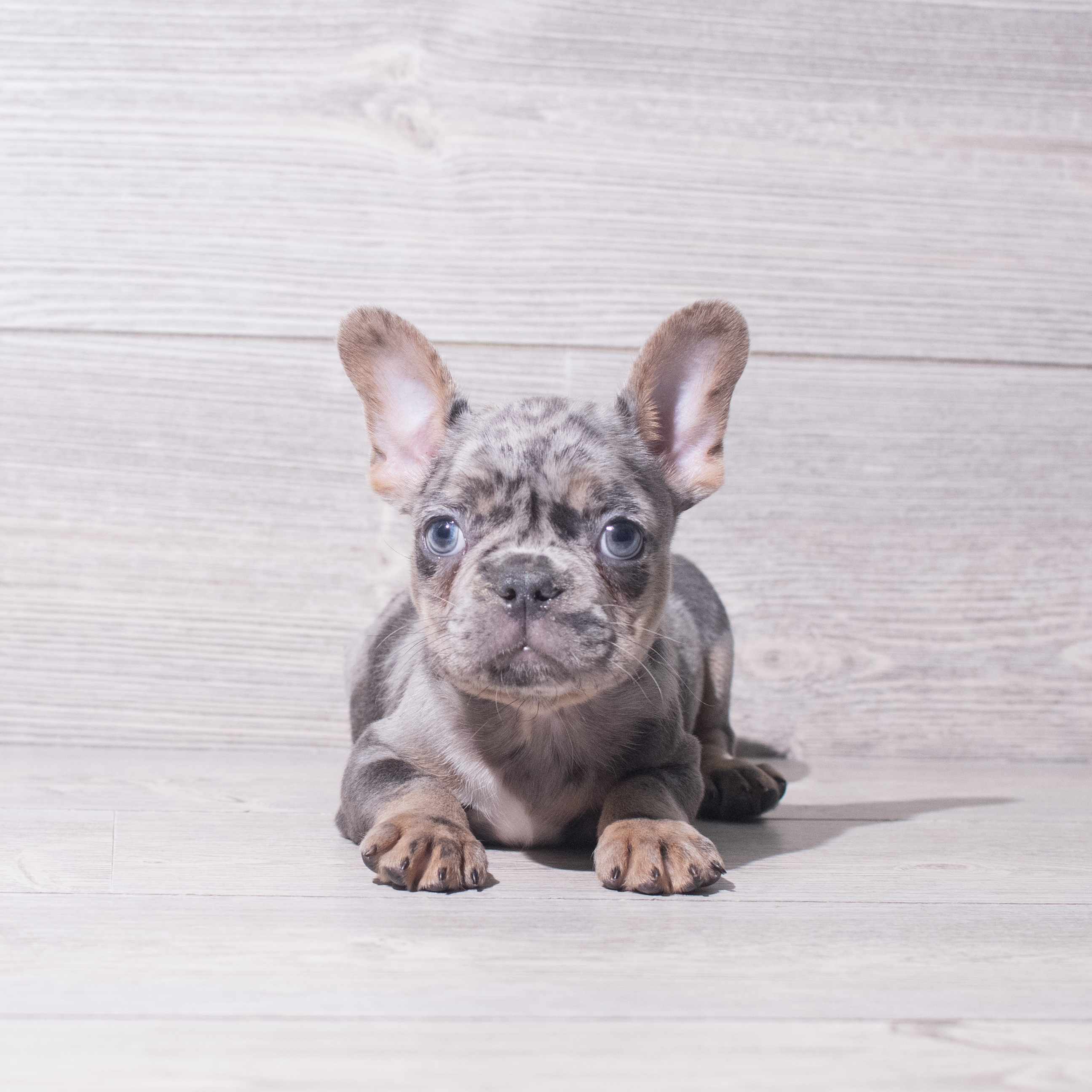 French Bulldog (M) 5508 Image #1