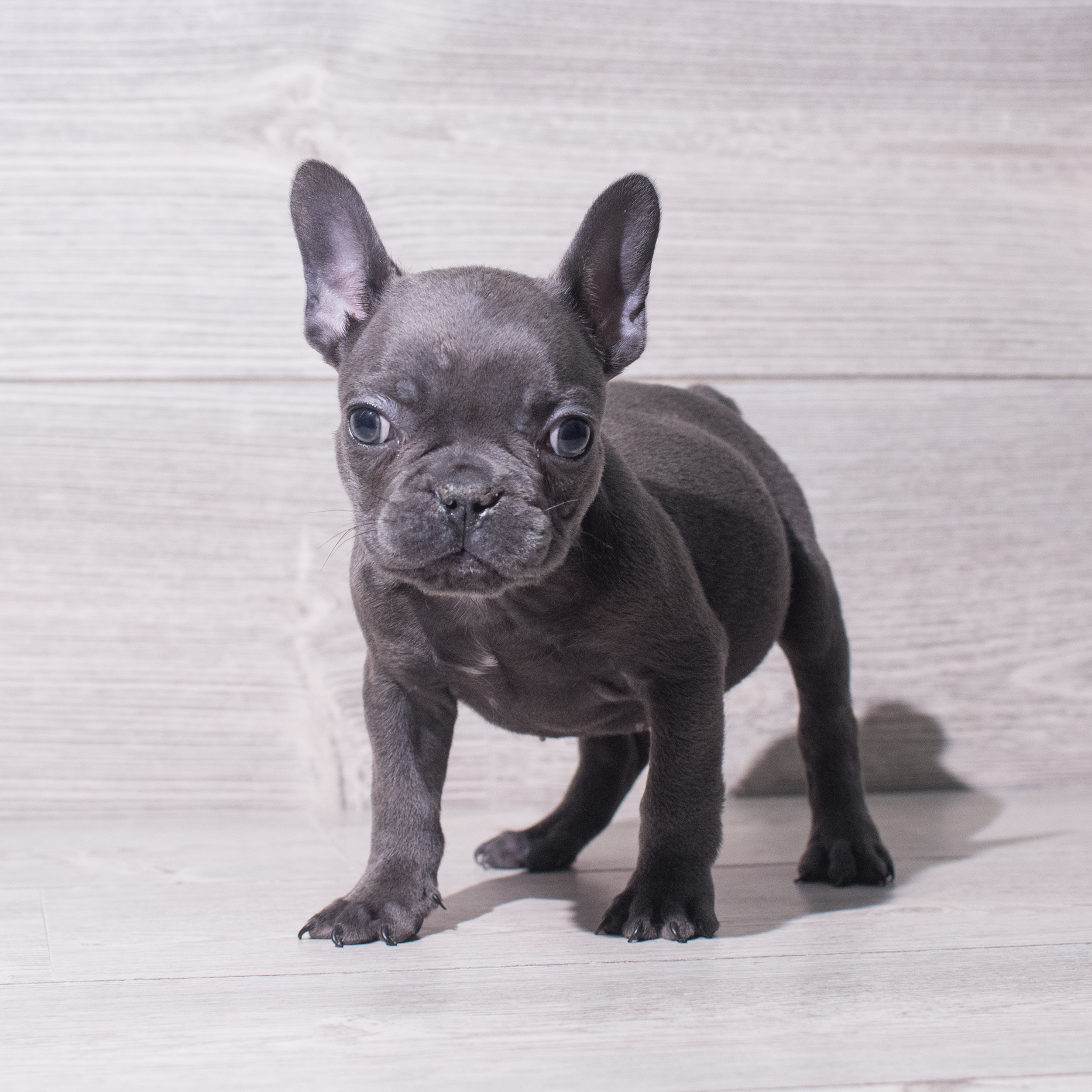 French Bulldog (M) 5514 Image #1
